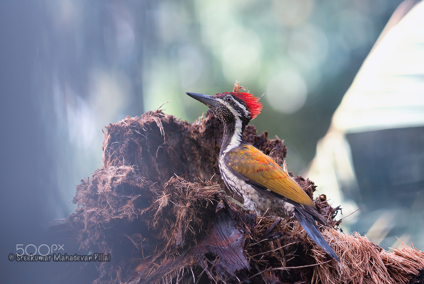 Canon EF 300mm F4L IS USM sample photo. Woodpecker photography