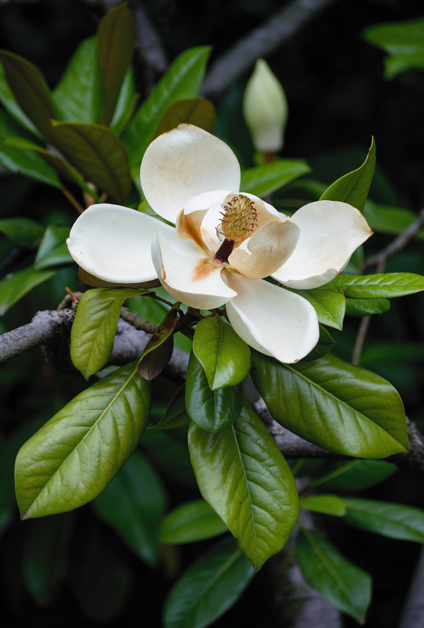 Sony DT 55-300mm F4.5-5.6 SAM sample photo. 7.jpg photography