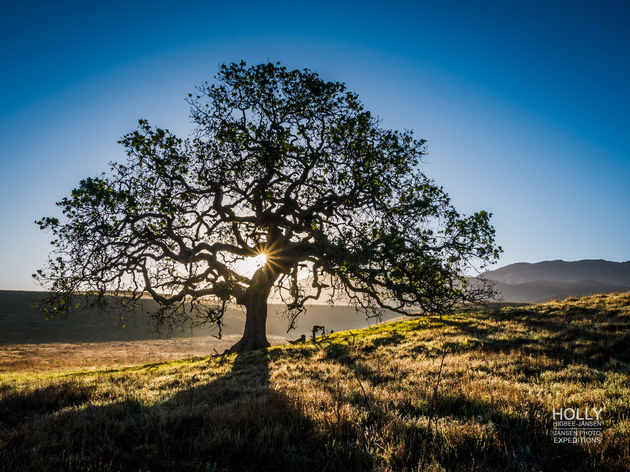 Olympus OM-D E-M5 + OLYMPUS 14-54mm Lens sample photo. The heart of the tree photography