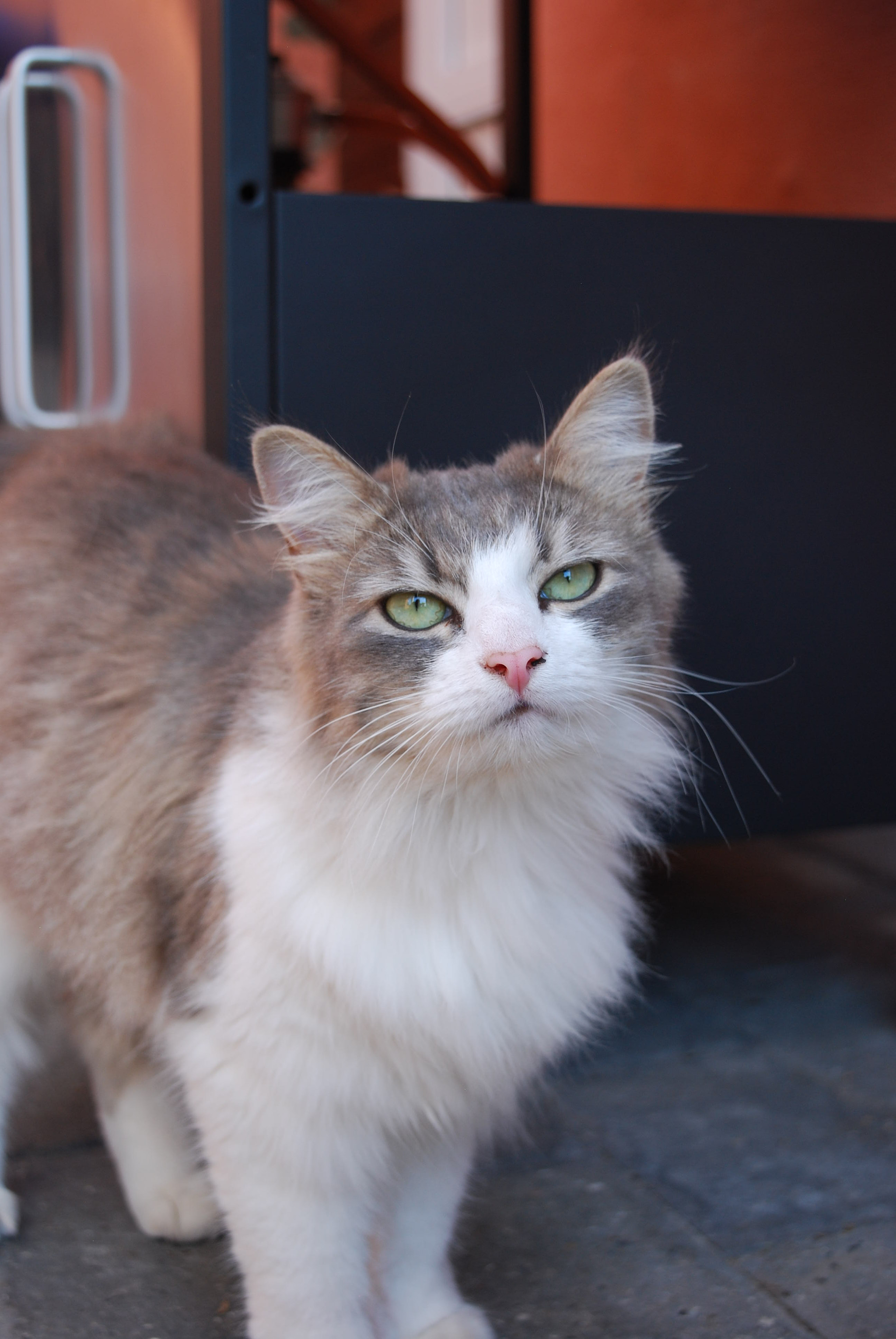 Nikon D60 sample photo. Cat photography