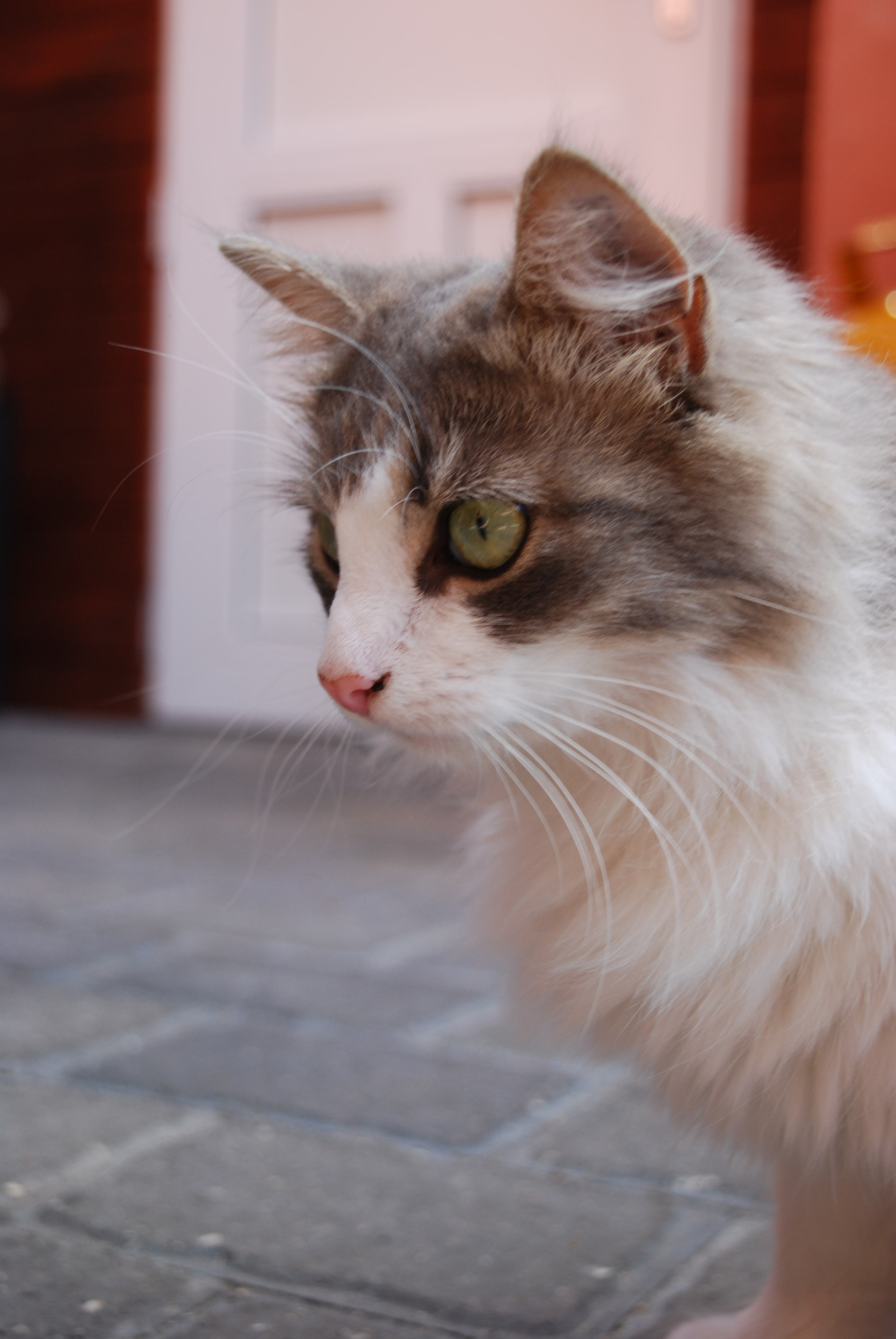 Nikon D60 sample photo. Cat photography