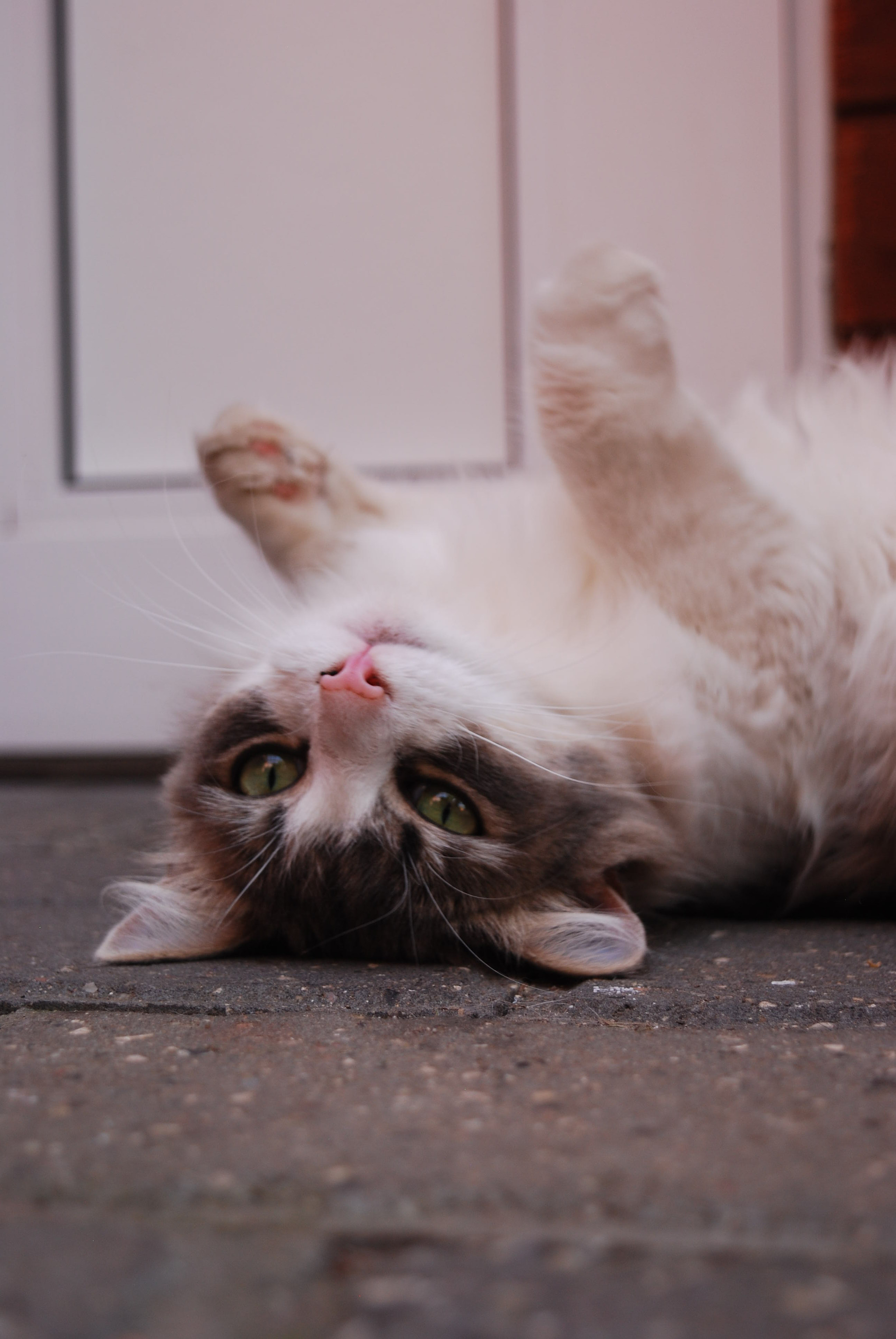 Nikon D60 sample photo. Cat photography