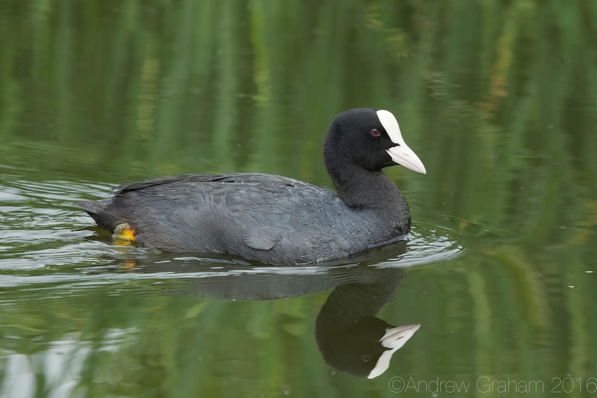 Canon EOS-1D Mark IV + Canon EF 100-400mm F4.5-5.6L IS USM sample photo. Coot reflection photography