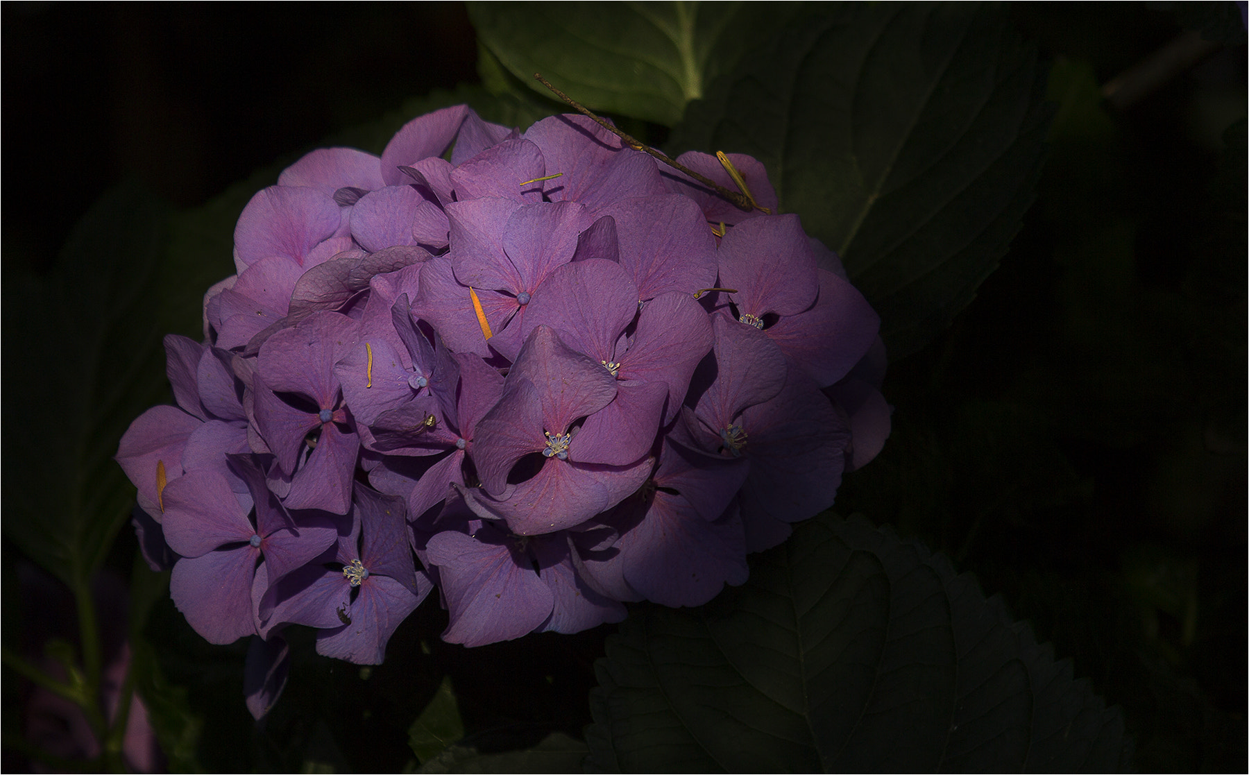 Canon EF 100-400mm F4.5-5.6L IS USM sample photo. Natural spot, ortensia photography
