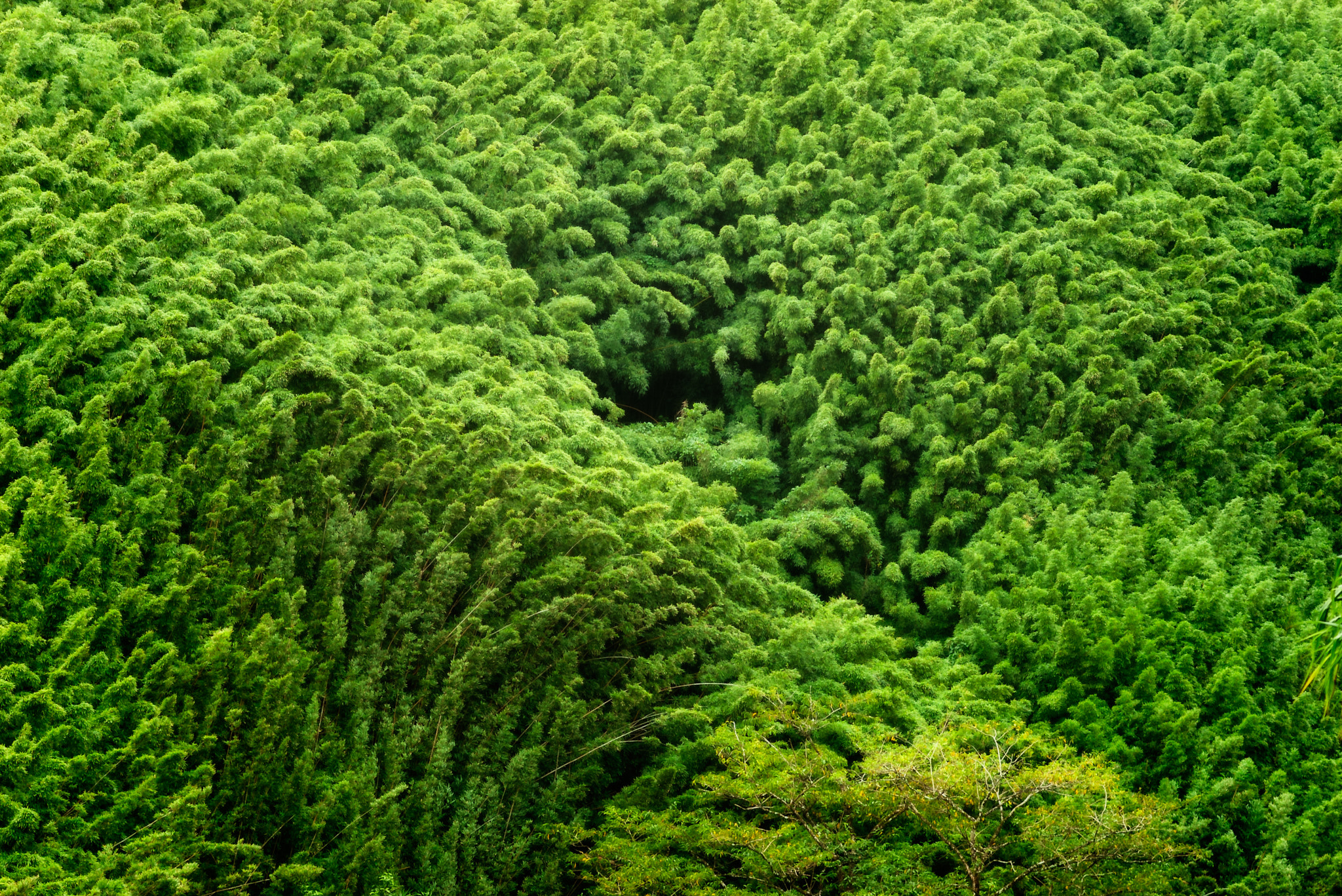 Pentax *ist D sample photo. Green hills of maui photography
