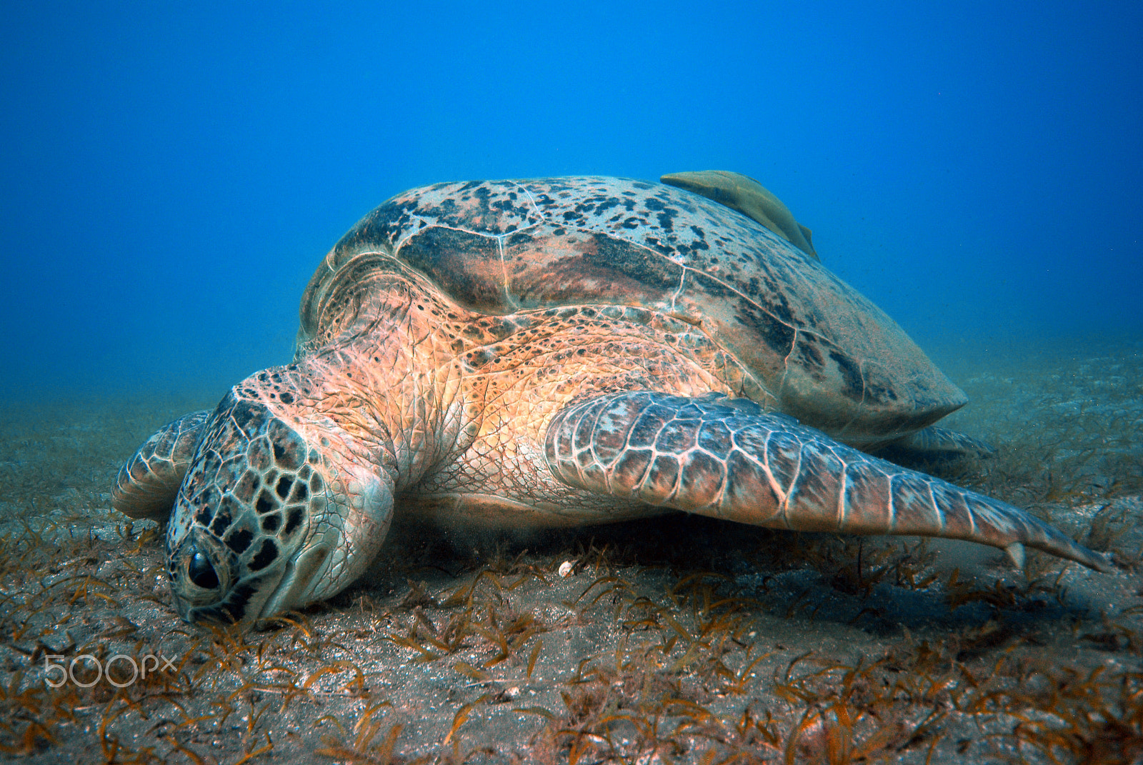 Sigma 10-20mm F4-5.6 EX DC HSM sample photo. Turtle having a meal photography