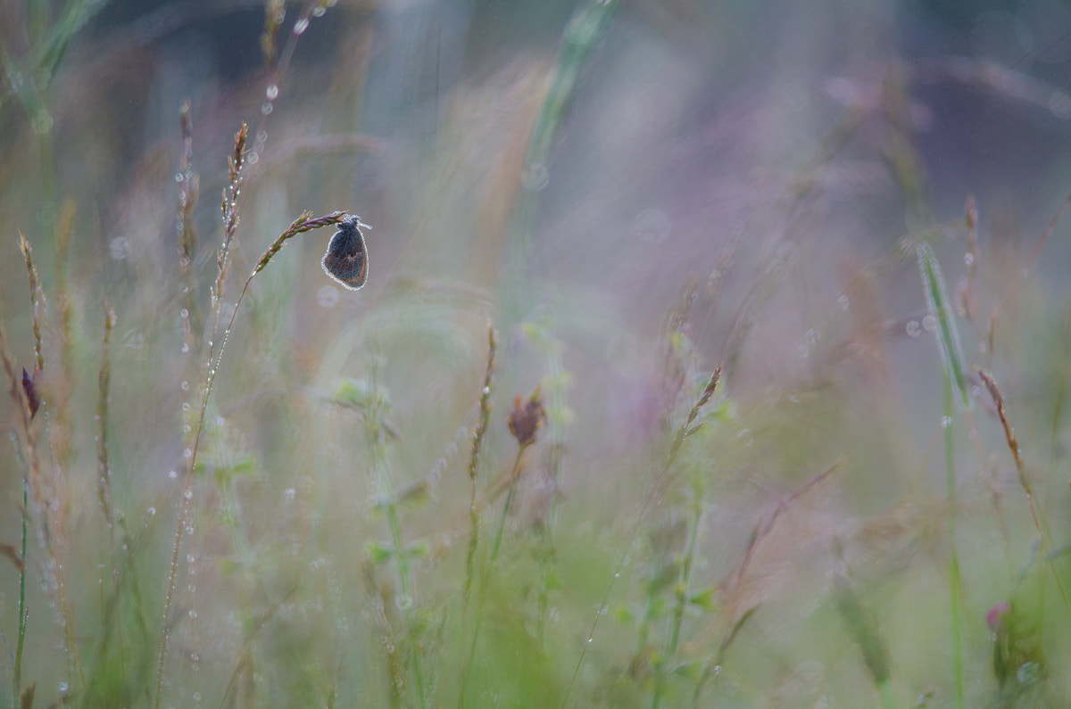 Nikon D5100 + Nikon AF-S Nikkor 300mm F4D ED-IF sample photo. Frühsommerwiese photography