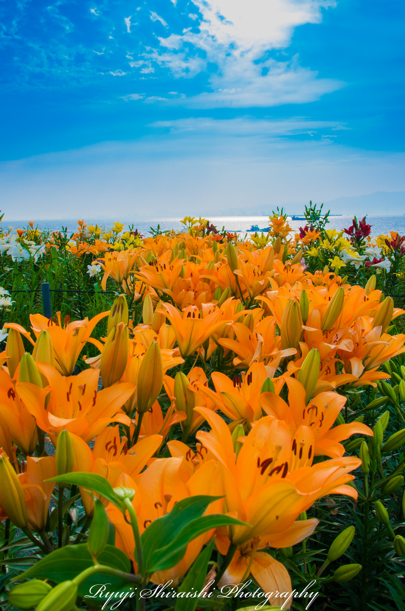 Sigma 17-70mm F2.8-4 DC Macro HSM | C sample photo. Lily garden photography
