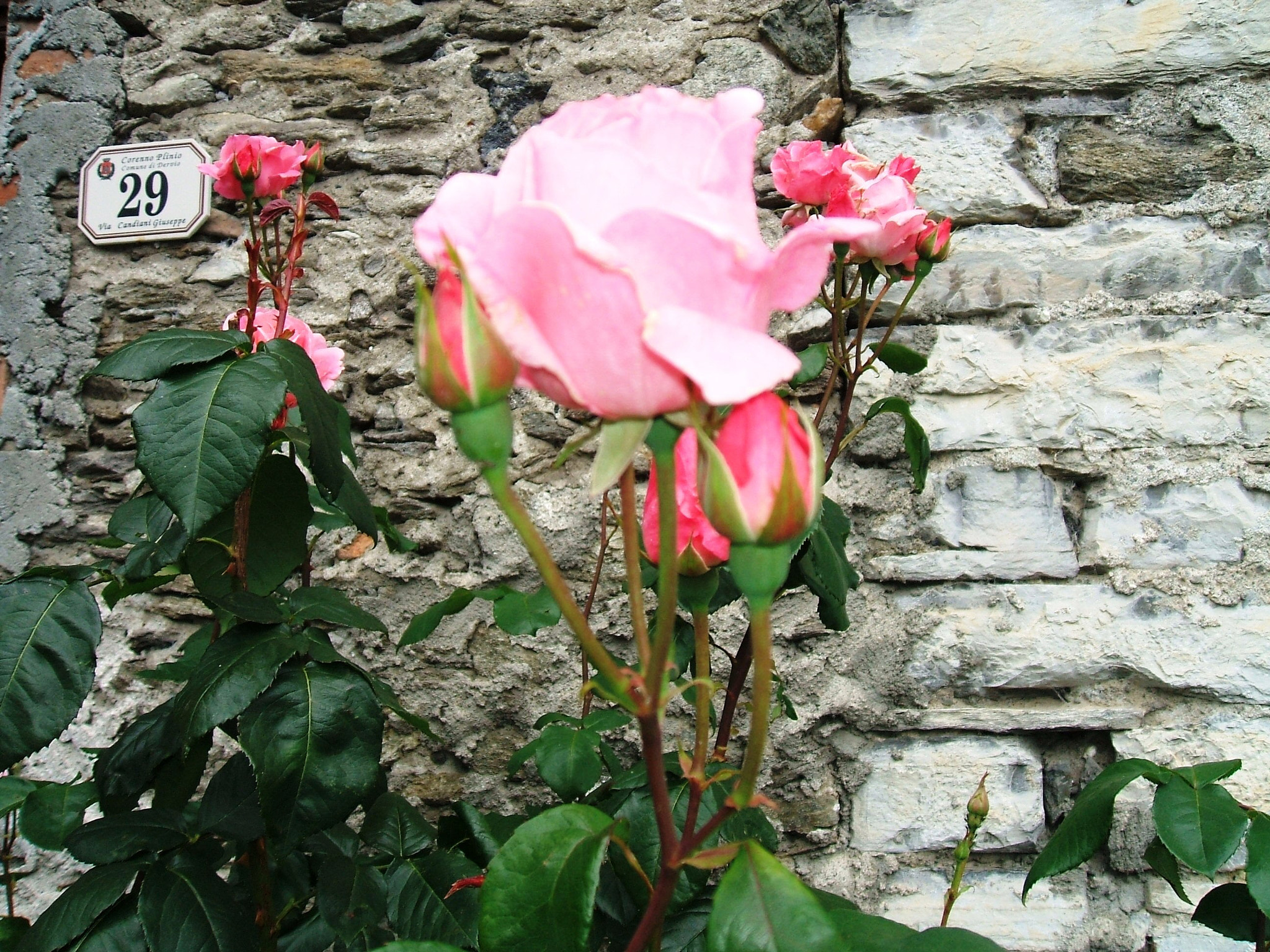 Fujifilm FinePix A500 sample photo. La rosa e la pietra photography