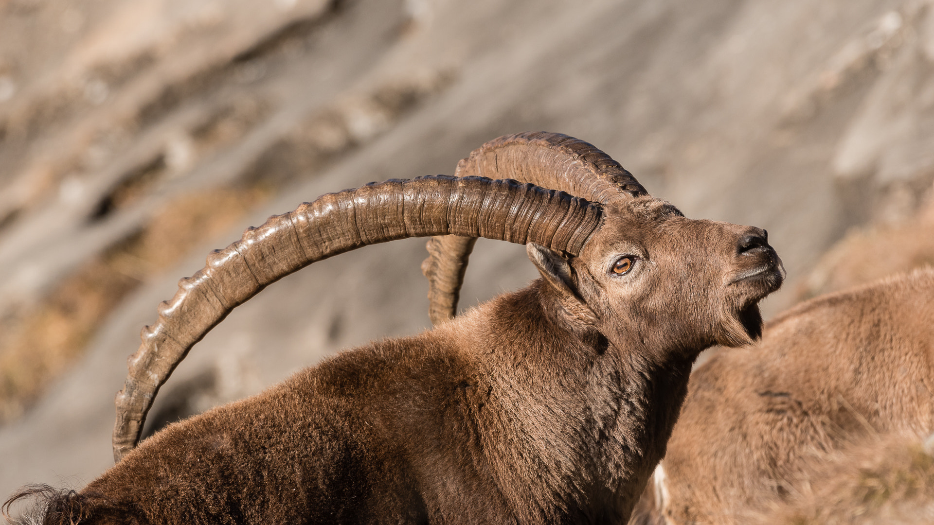 Nikon D750 + Sigma 500mm F4.5 EX DG HSM sample photo. Alpine ibex - stambecco photography