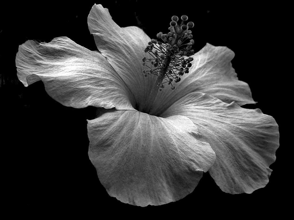 Olympus SP700 sample photo. Une belle fleur photography