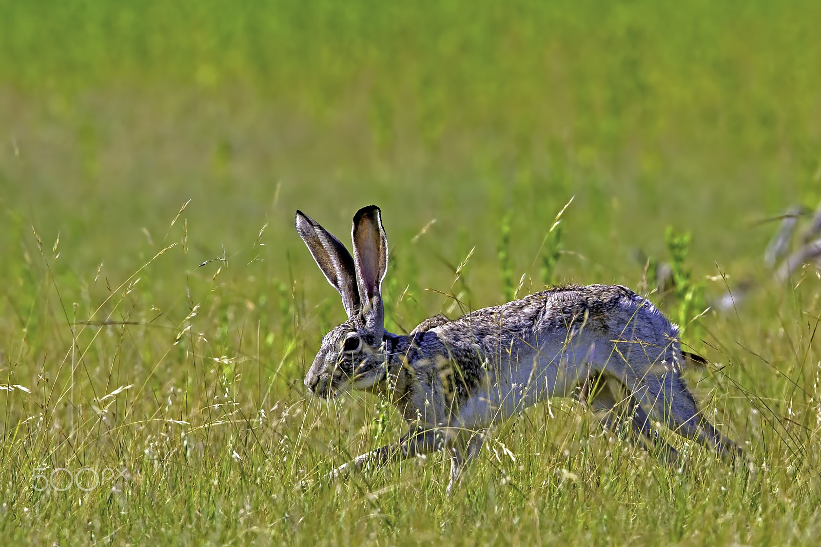 Canon EOS 7D + Canon EF 400mm F4.0 DO IS USM sample photo. Jack a-loping photography