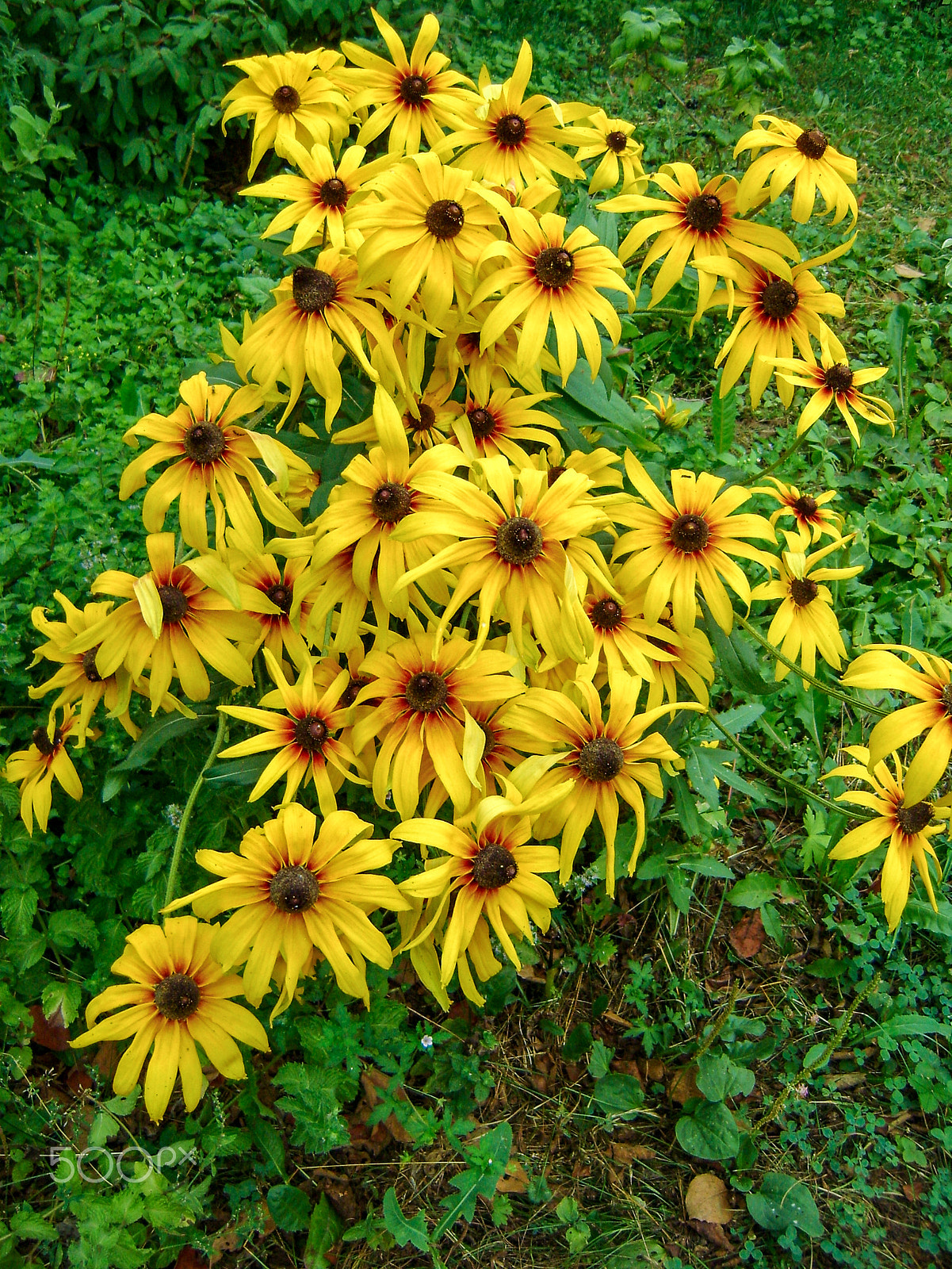 Sony DSC-S730 sample photo. Garden flowers in spring photography