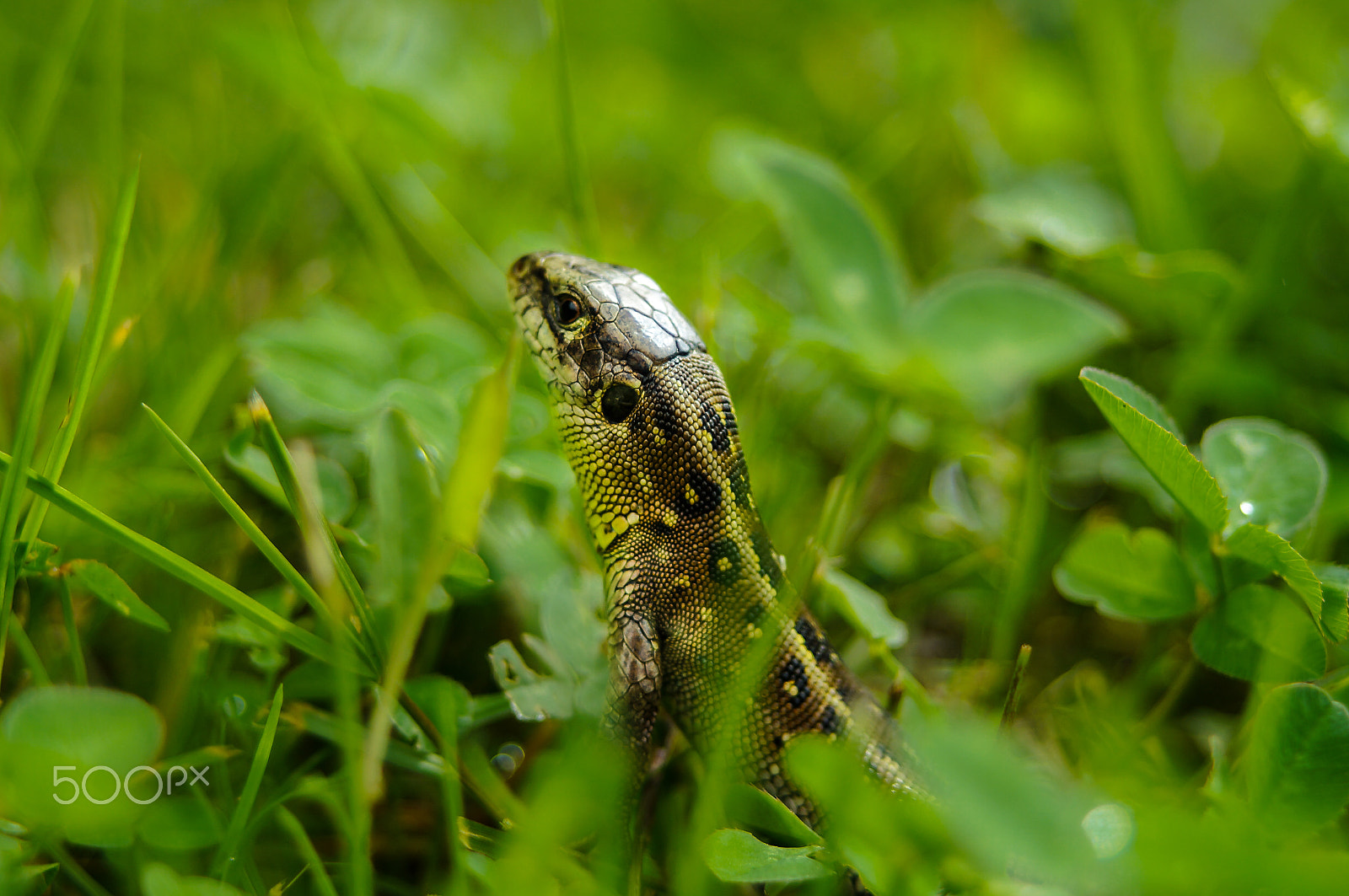 Sony SLT-A37 + 35-70mm F4 sample photo. Lizard-1 photography