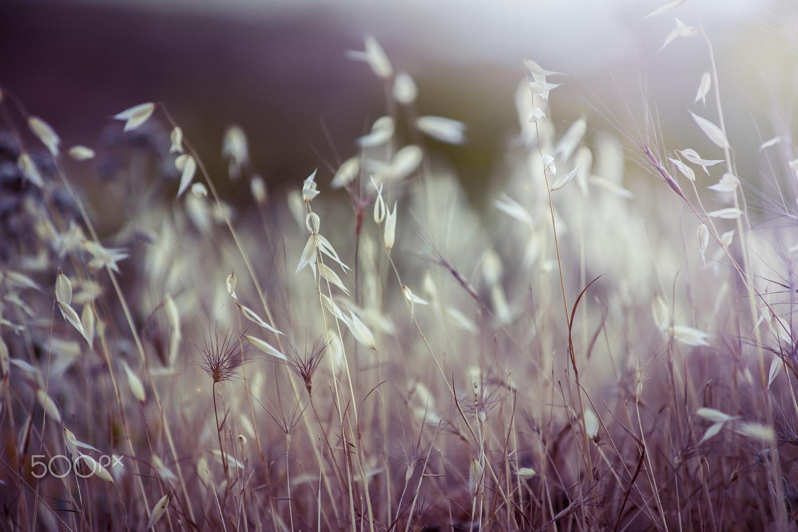 Minolta AF 80-200mm F2.8 HS-APO G sample photo. Oat photography