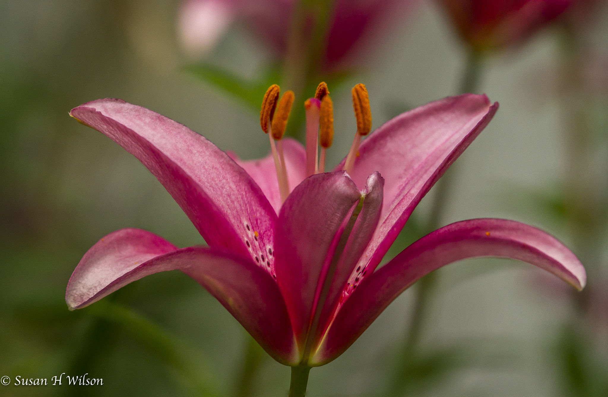 Canon EF 180mm F3.5L Macro USM sample photo. Pink lilly photography