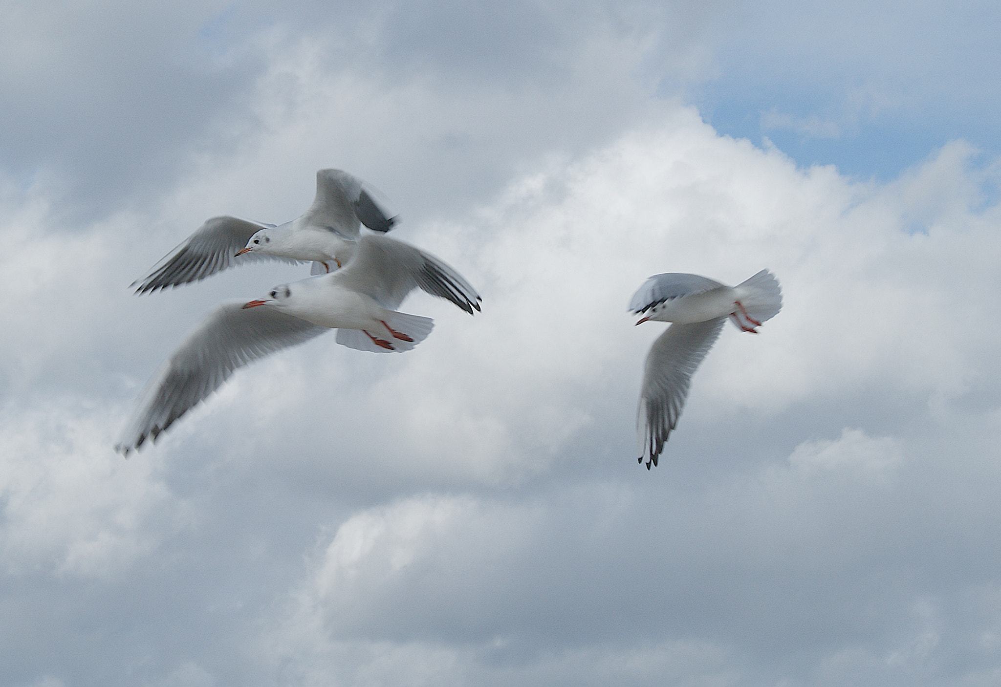 Sony DT 18-55mm F3.5-5.6 SAM sample photo. Petrels photography