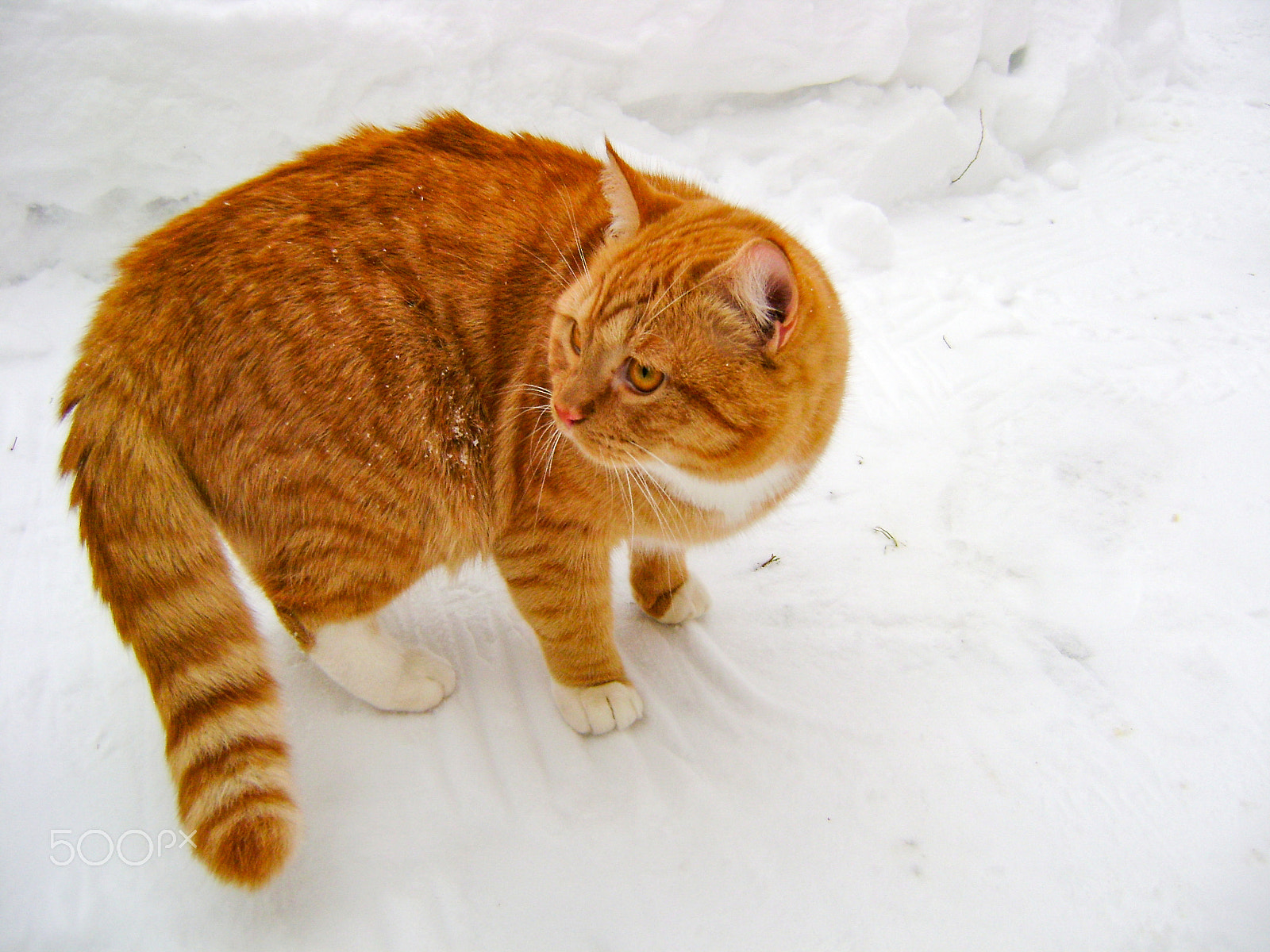 Sony DSC-S730 sample photo. Red cat on snow photography