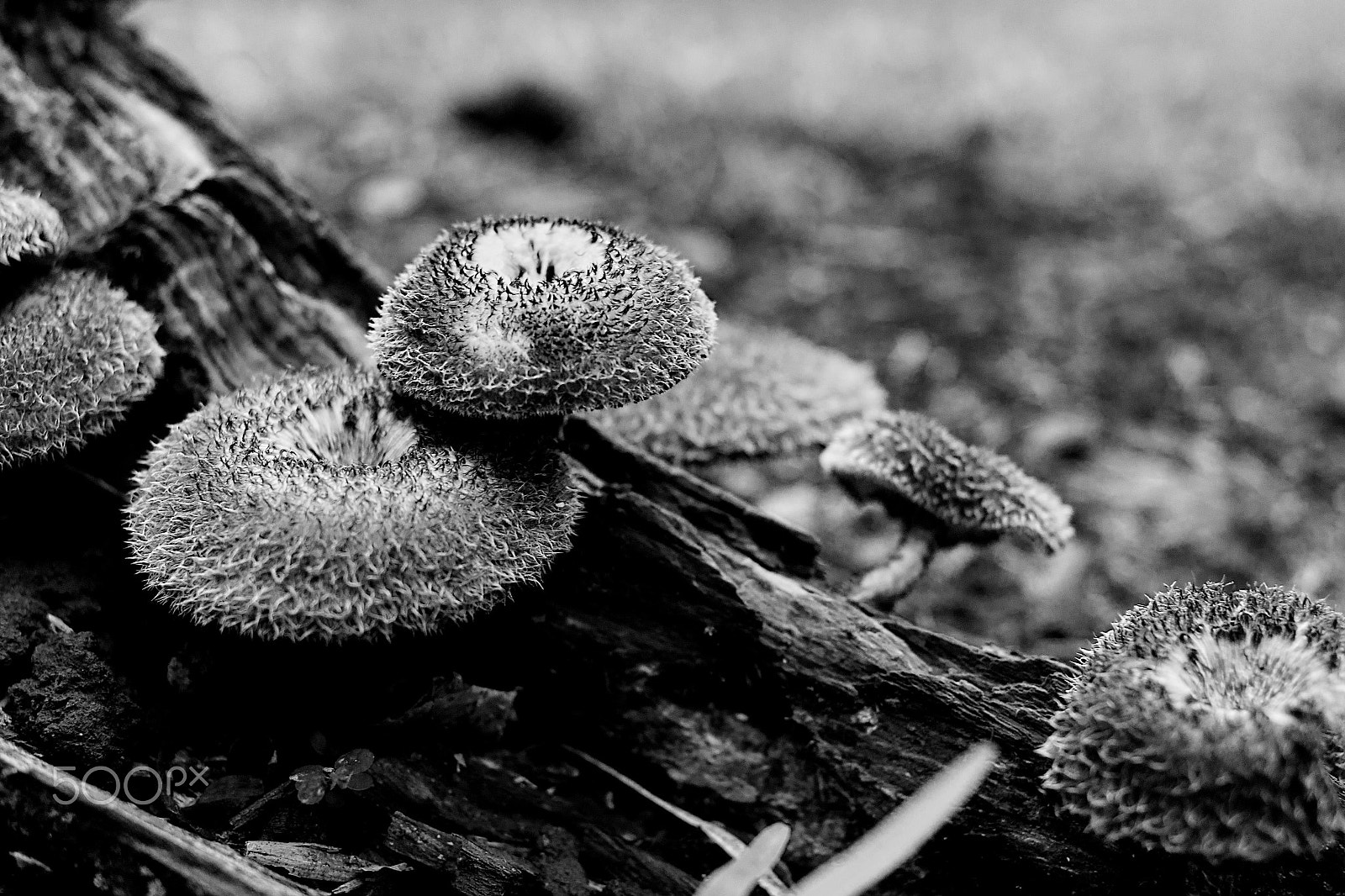 Samsung NX300 + Samsung NX 30mm F2 Pancake sample photo. Mushrooms in monochrome photography