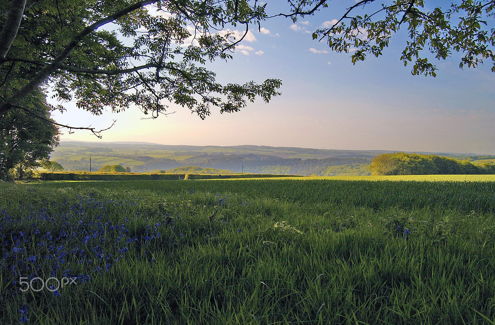 Nikon D1H sample photo. Golden valley photography