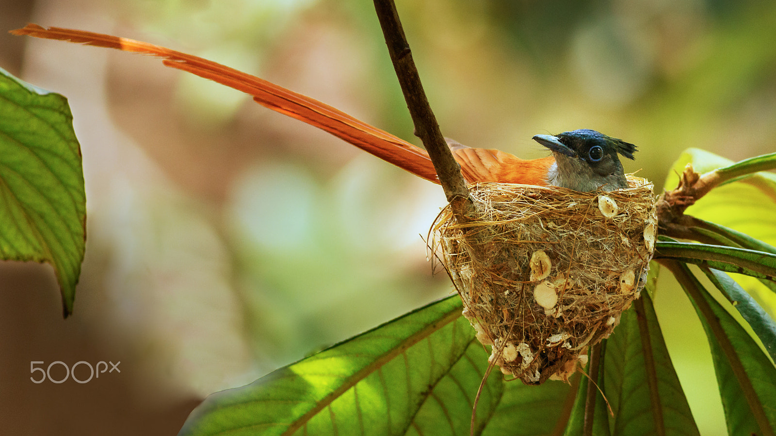 Canon EOS 7D Mark II + Canon EF 400mm F5.6L USM sample photo. Asian paradise flycatcher photography