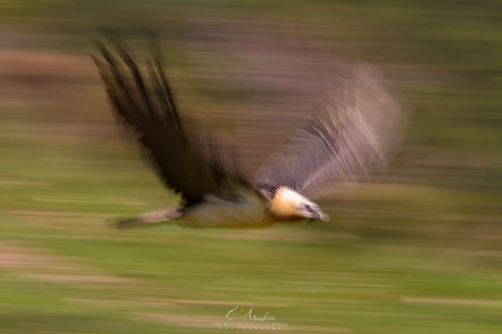 Canon EOS 7D + Canon EF 300mm F2.8L IS USM sample photo. Spanish lammergeier (gypaetus barbatus) photography