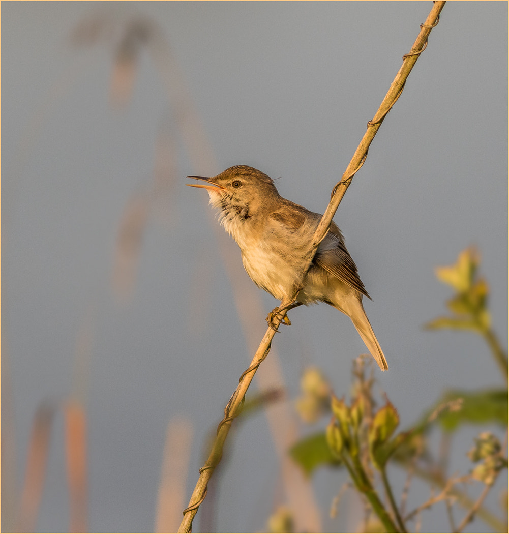 Canon EOS 7D Mark II + Canon EF 400mm F5.6L USM sample photo. Reed warbler photography