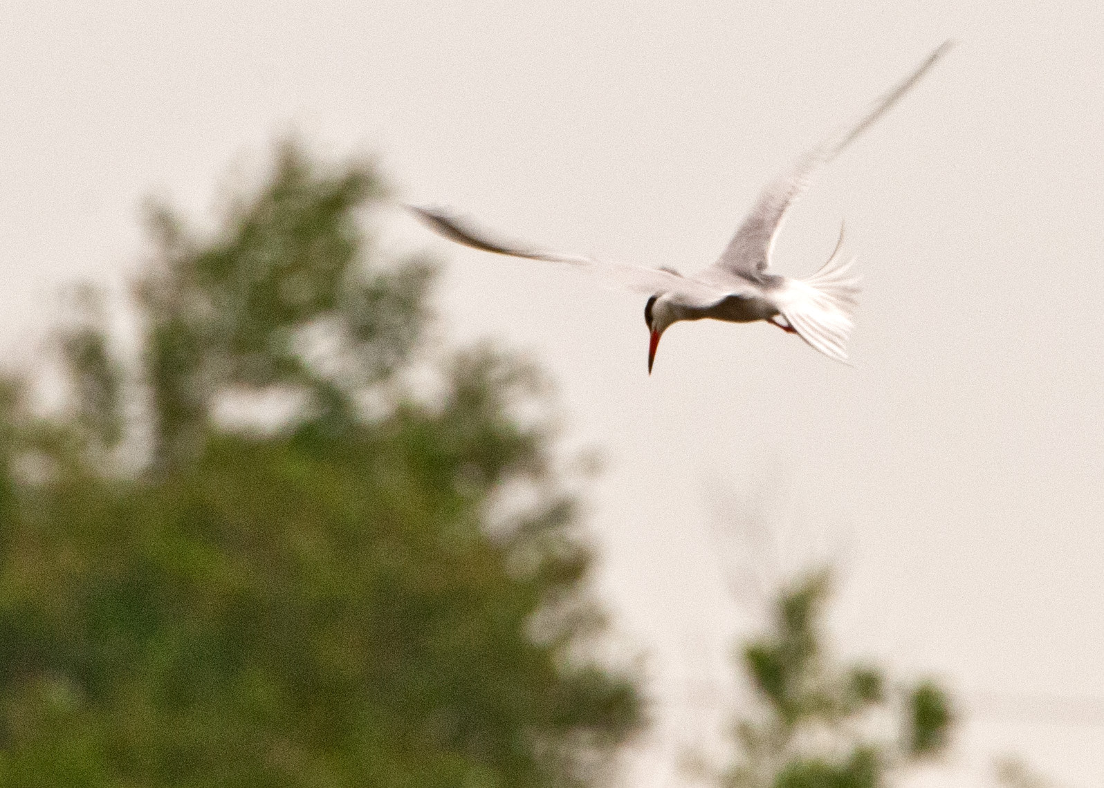 Nikon D300S sample photo. Tern photography