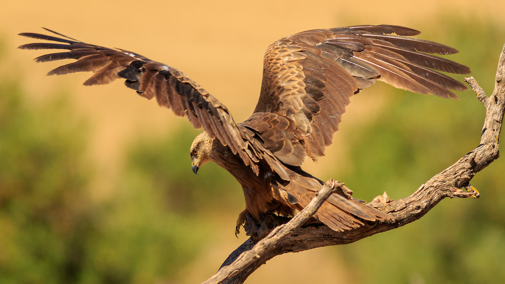 Canon EF 400mm F5.6L USM sample photo. Milano negro photography