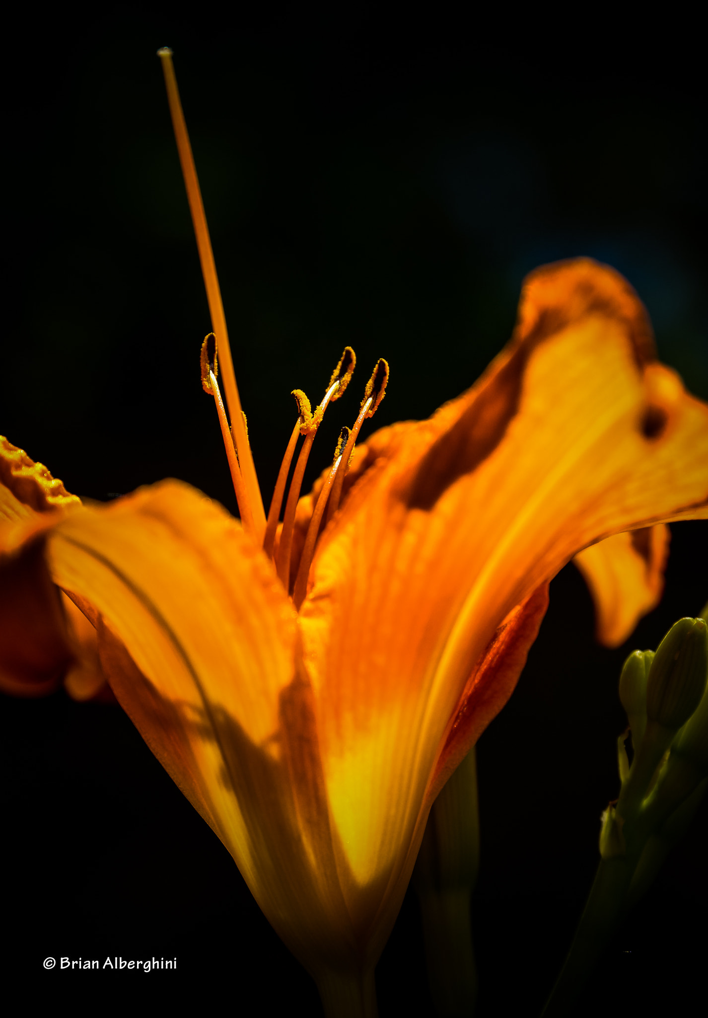 Nikon D7100 + Sigma 24-105mm F4 DG OS HSM Art sample photo. Glow photography
