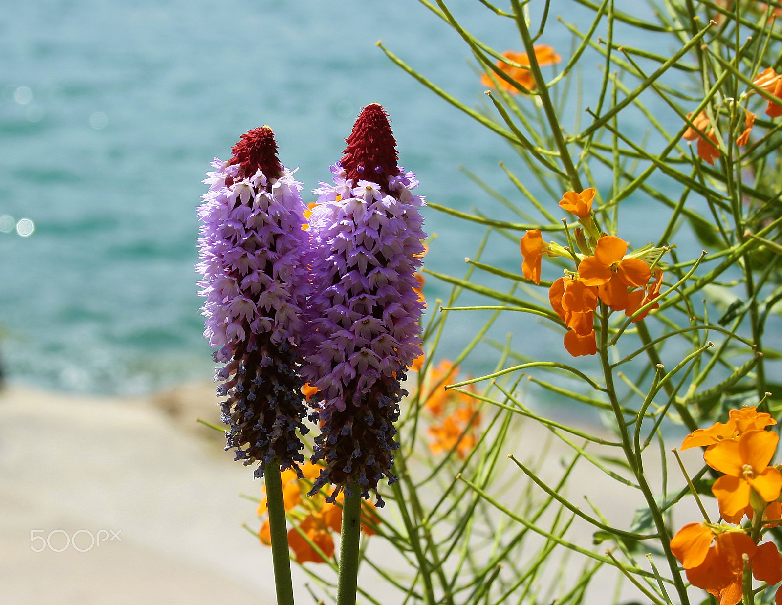 Canon EF-S 18-55mm F3.5-5.6 sample photo. A couple. photography
