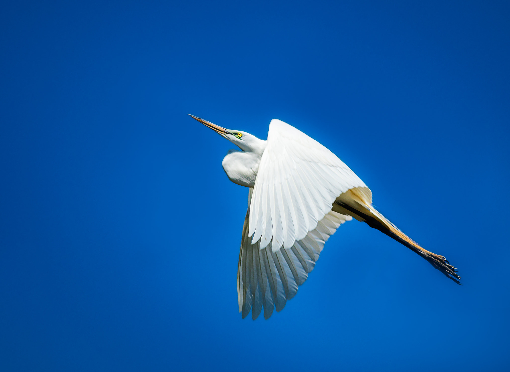 Canon EOS 80D + Canon EF 400mm F5.6L USM sample photo. Heron in flight photography