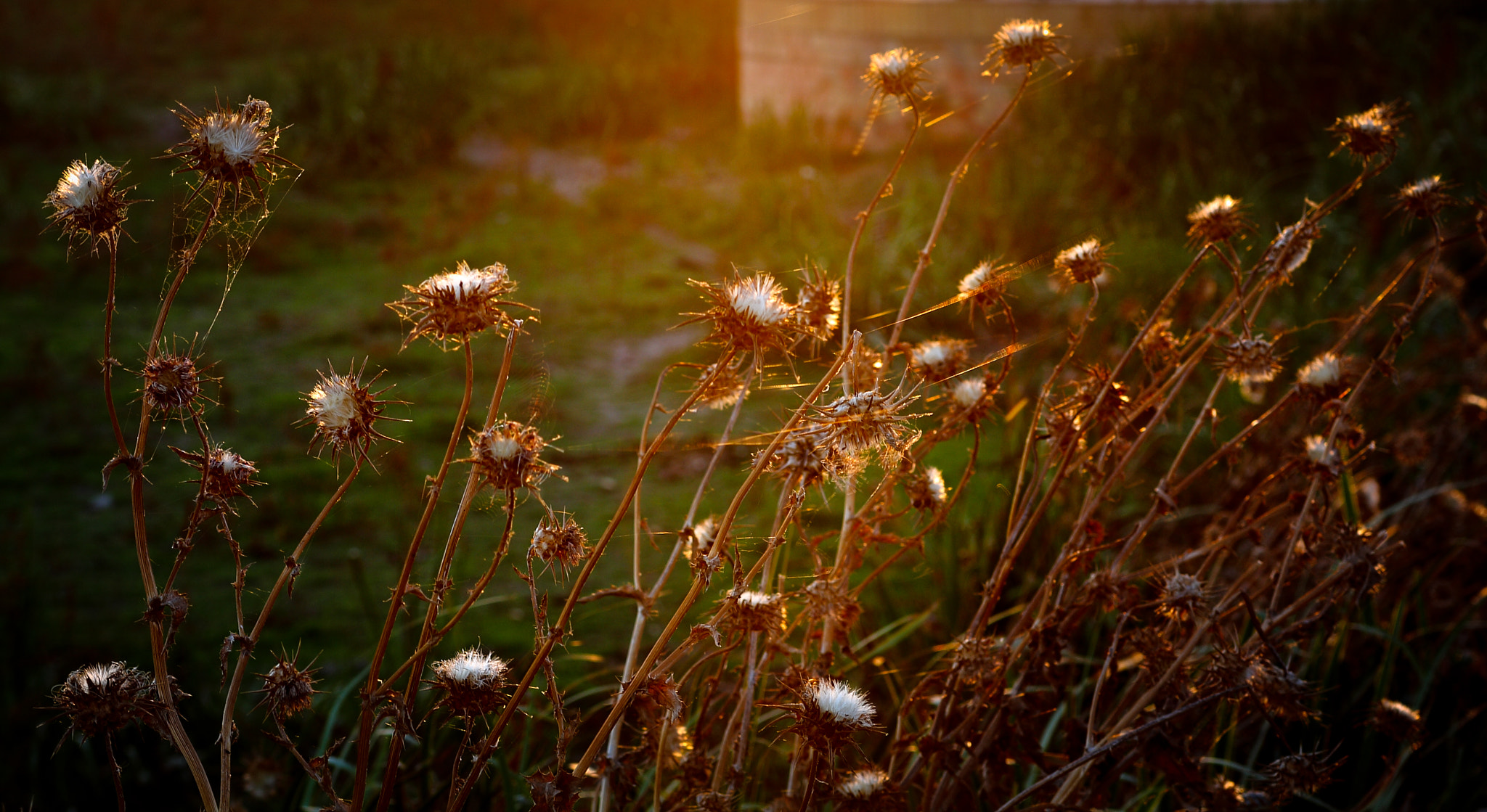 Canon EF 28-105mm f/3.5-4.5 USM sample photo. Naturaleza seca photography