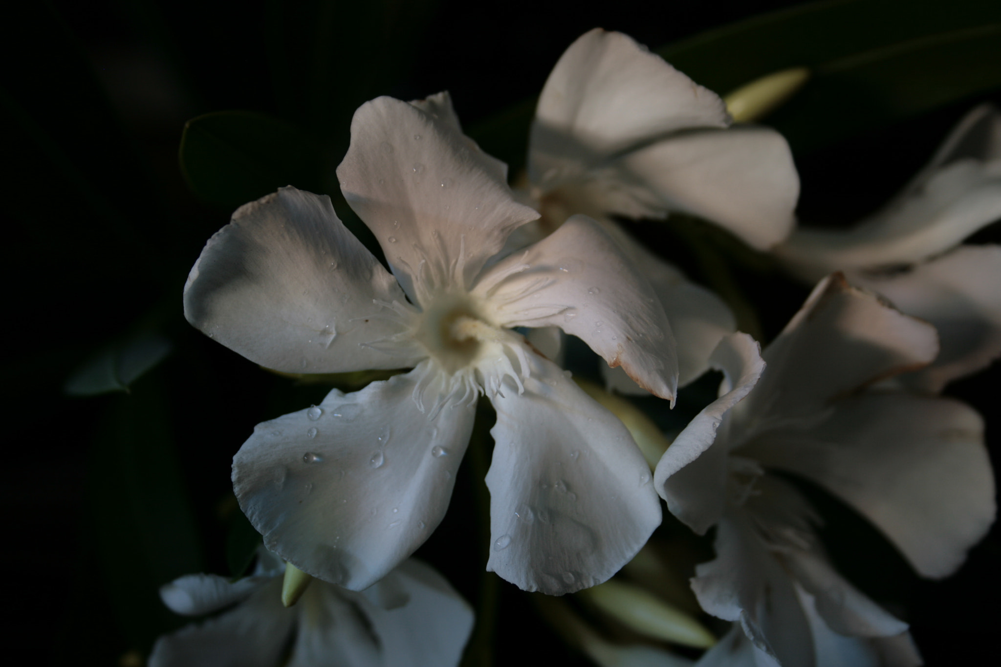 Canon EF-S 18-55mm F3.5-5.6 sample photo. Flor photography