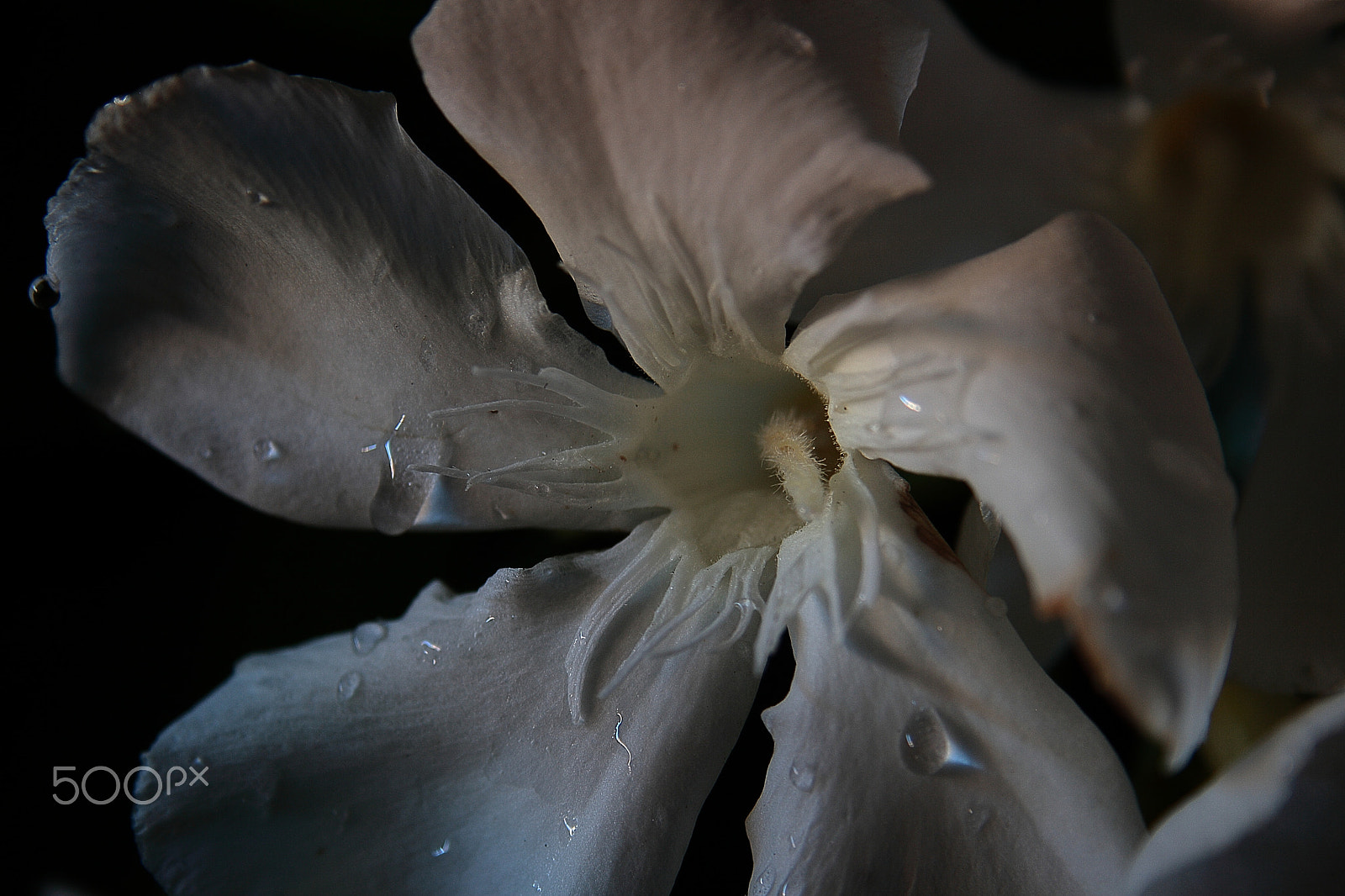 Canon EF-S 18-55mm F3.5-5.6 sample photo. Flor photography