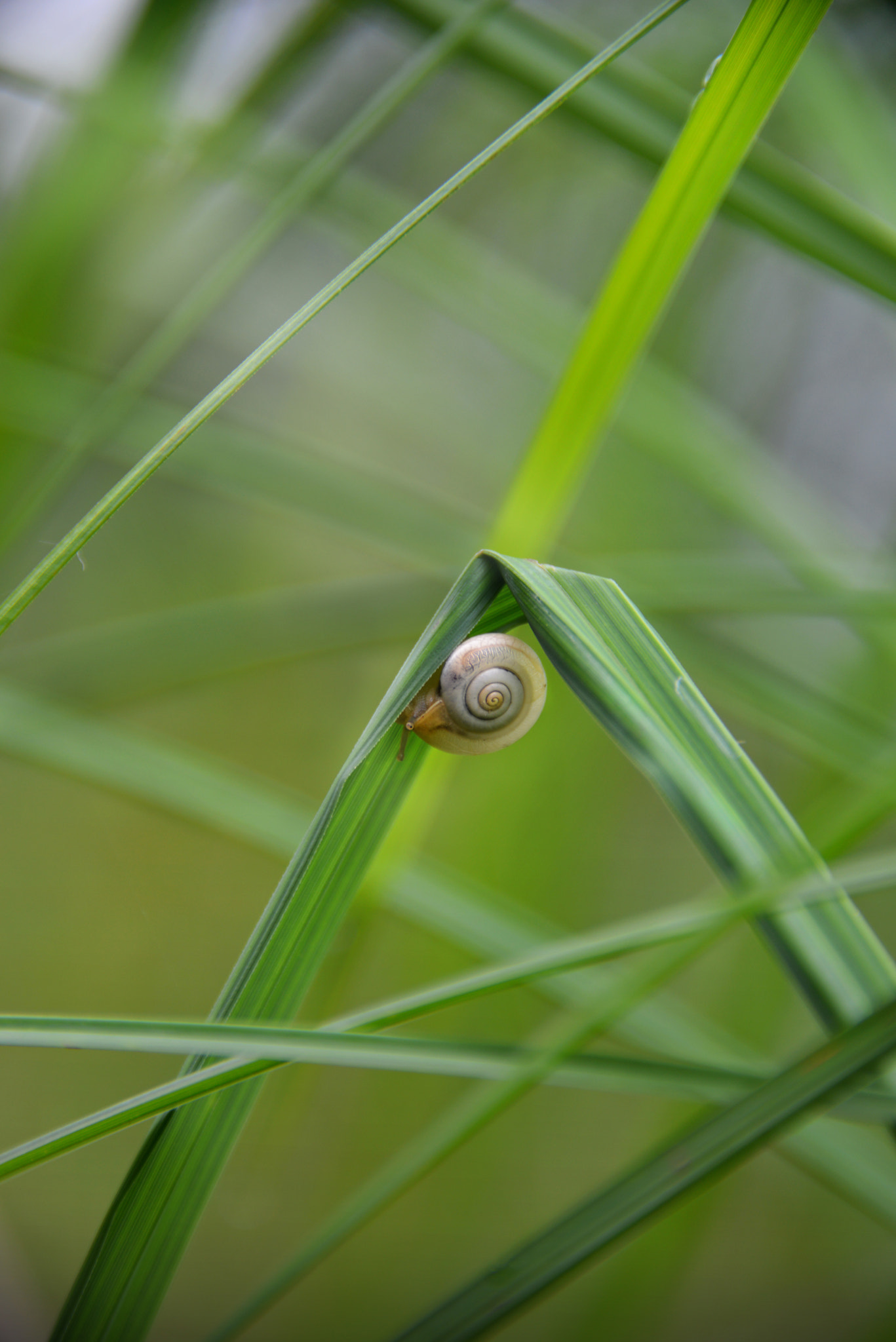 Sigma 50-150mm F2.8 EX APO DC HSM II sample photo. In the midst of the diagonals photography