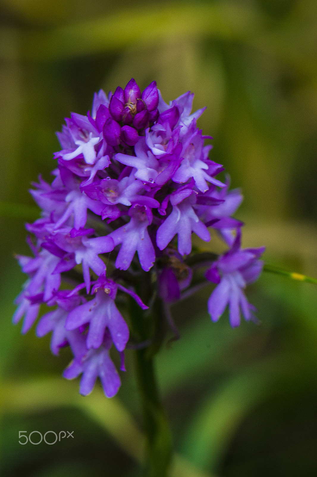 Nikon AF-S DX Micro-Nikkor 85mm F3.5G ED VR sample photo. Pyramid orchid photography