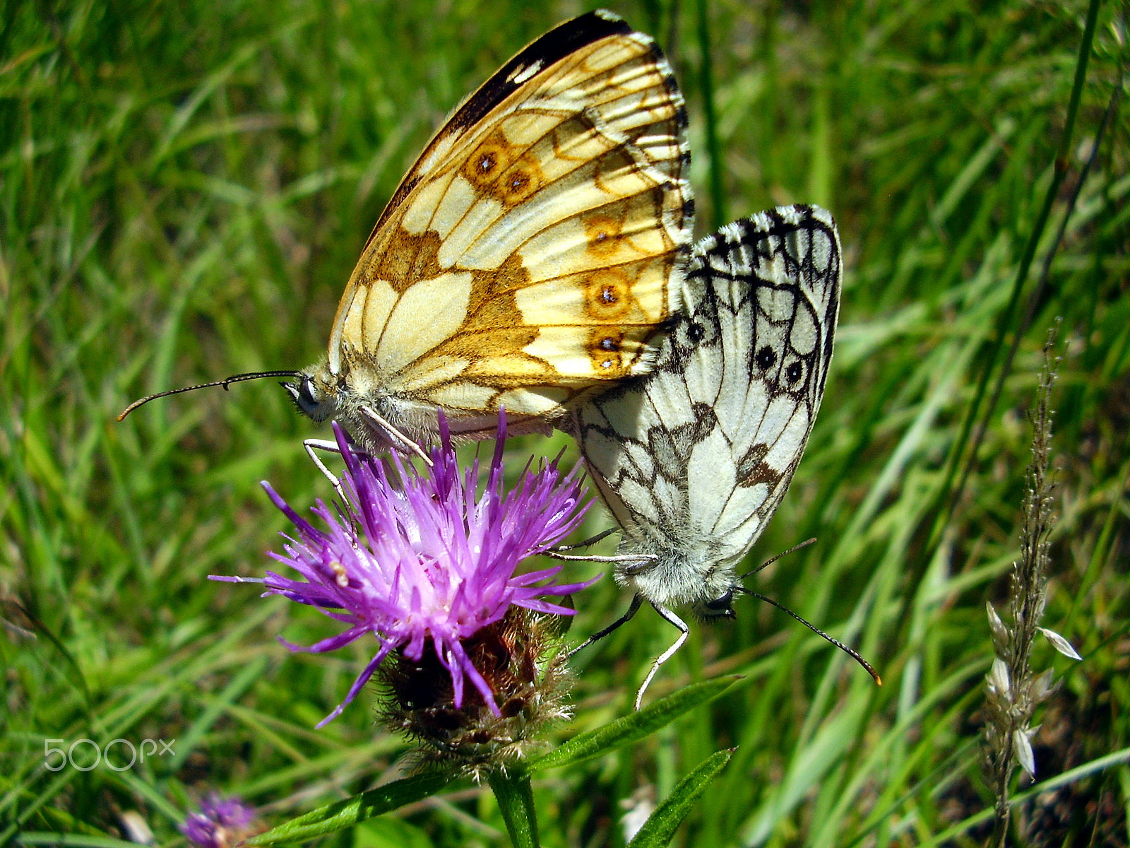 Olympus FE115,X715 sample photo. Marbled white butterflies mating photography
