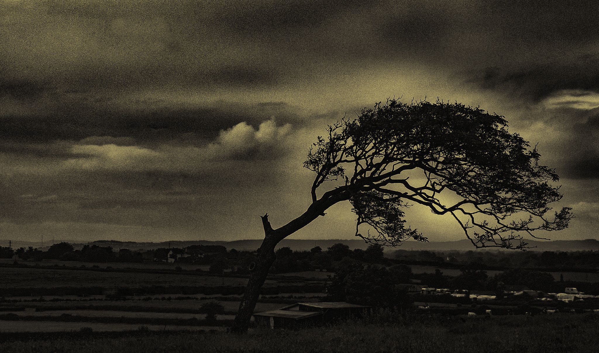 Pentax K-50 sample photo. A lonely tree photography