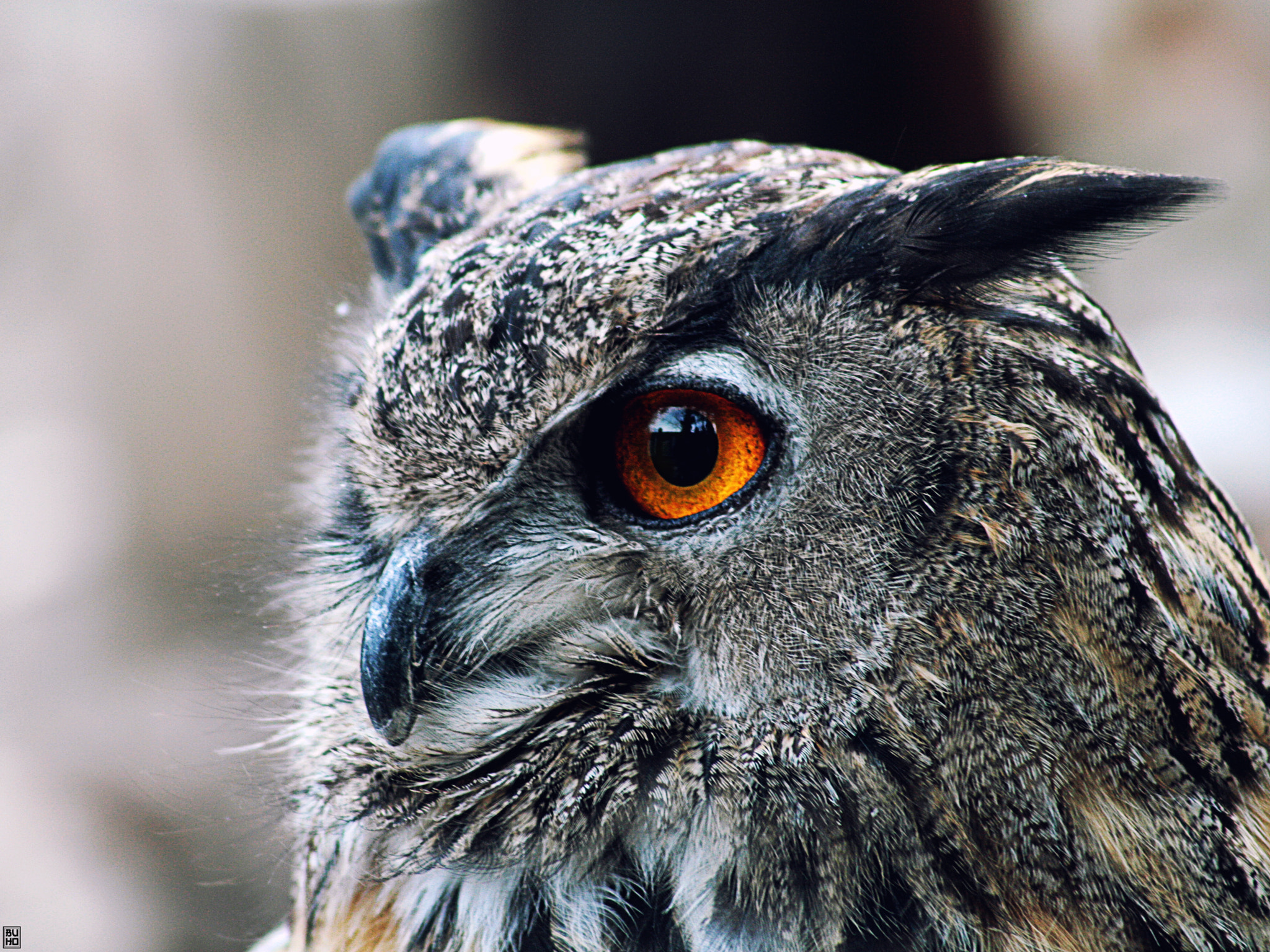 Canon EF 55-200mm F4.5-5.6 II USM sample photo. Owl photography