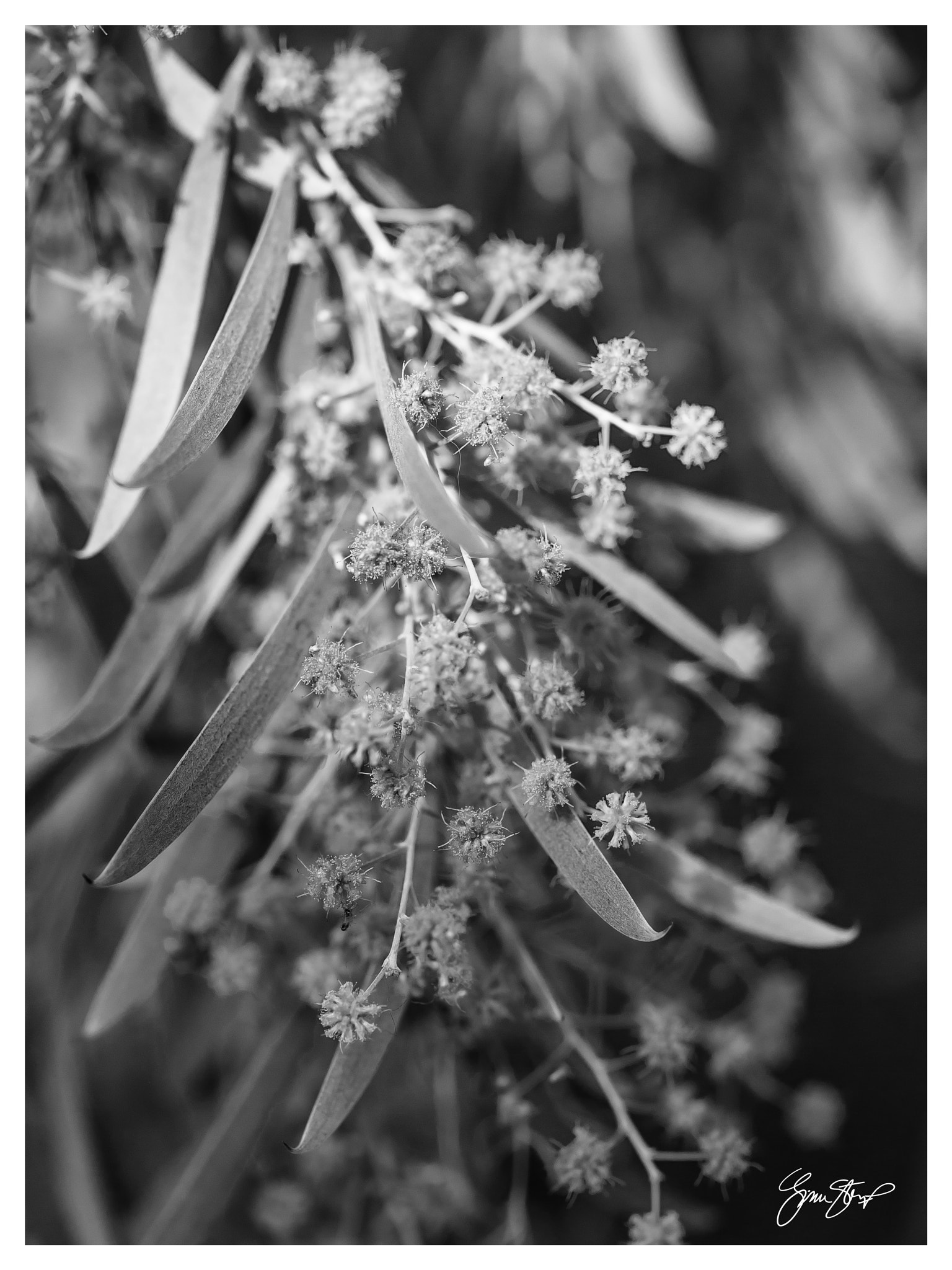 OLYMPUS 50mm Lens sample photo. Dried blossoms photography