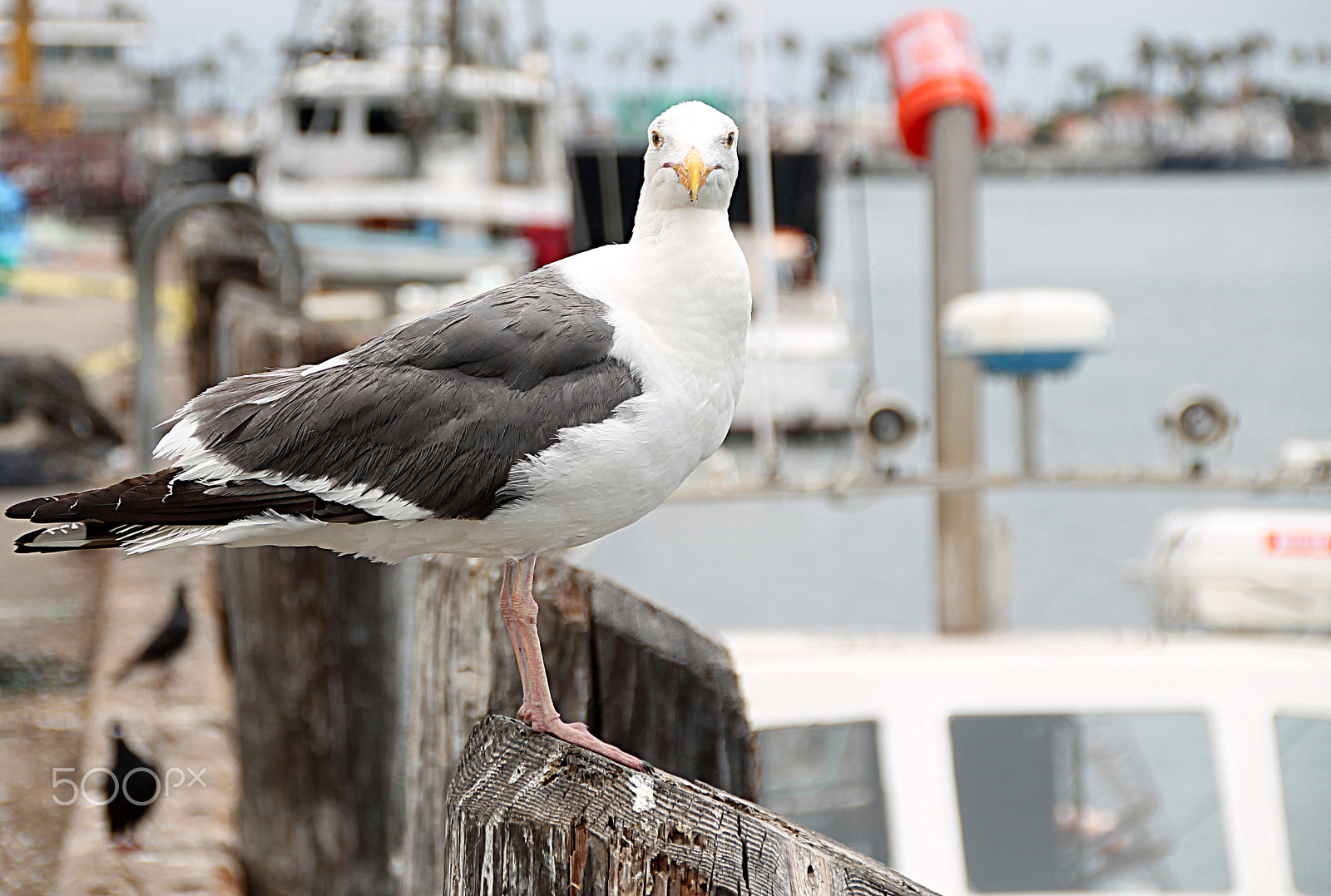 Canon EOS 1100D (EOS Rebel T3 / EOS Kiss X50) sample photo. Are you looking at me? photography