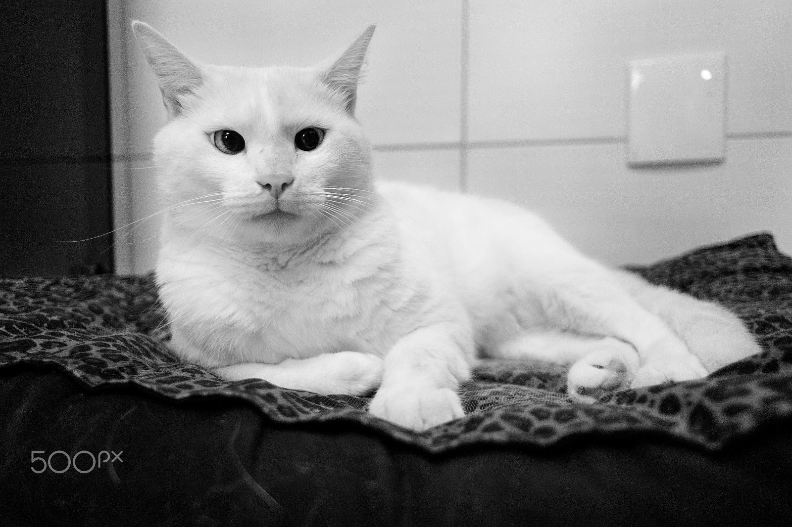 Samsung NX 16mm F2.4 Pancake sample photo. Staring photography