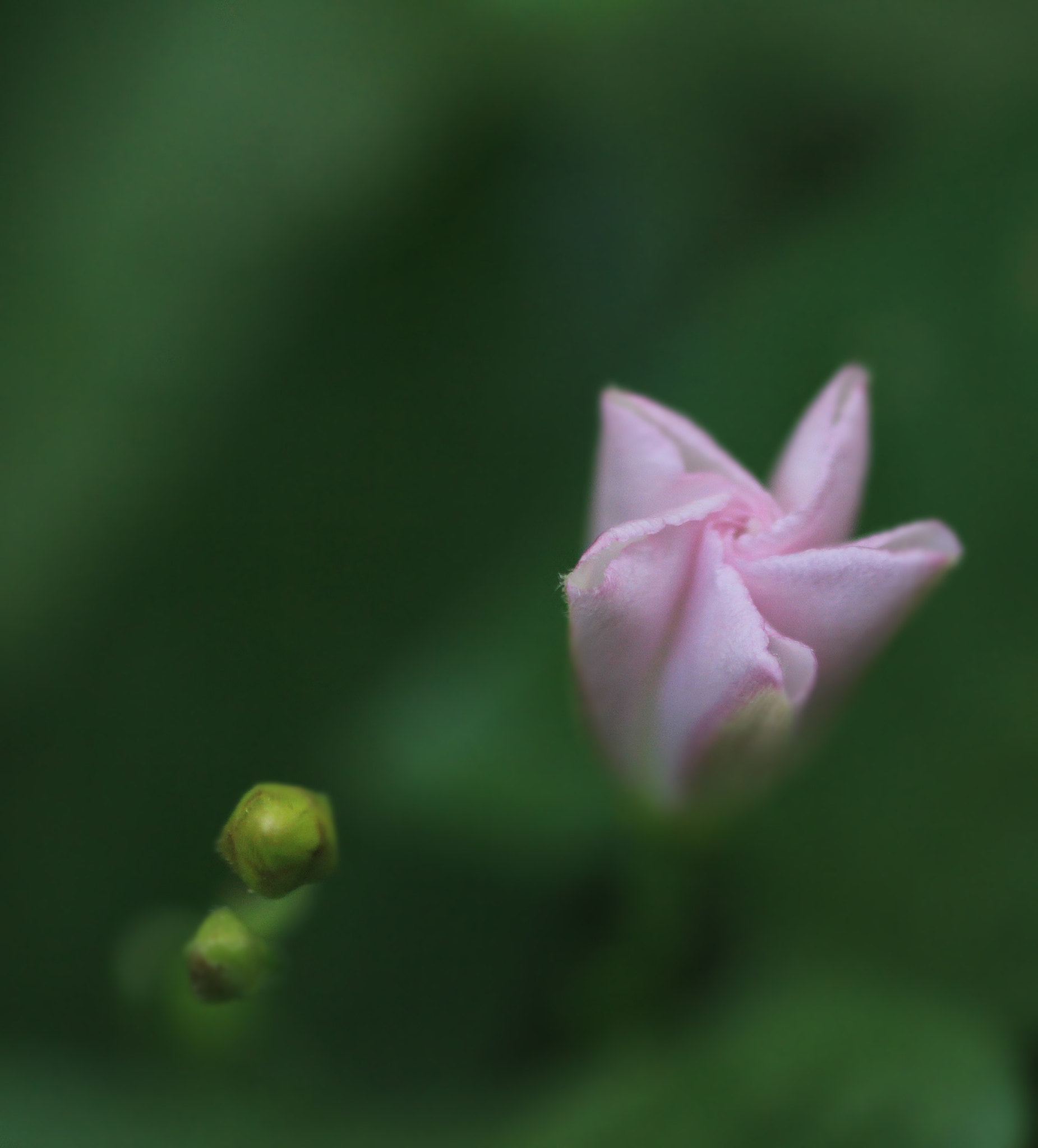 Canon EOS 60D + Sigma 105mm F2.8 EX DG Macro sample photo. Wildflowers... photography