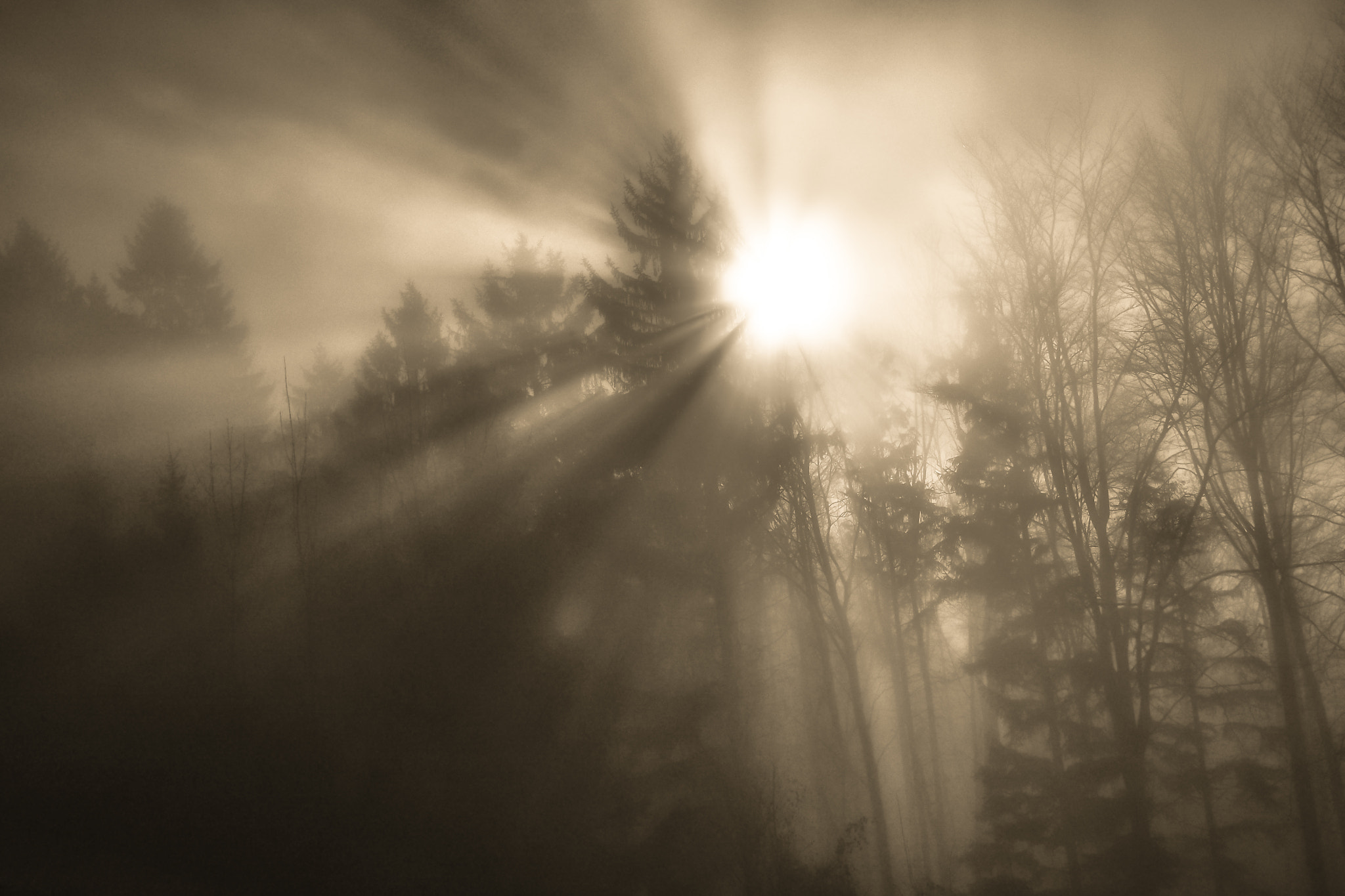 Olympus Zuiko Digital ED 12-60mm F2.8-4.0 SWD sample photo. The forest sanctuary photography