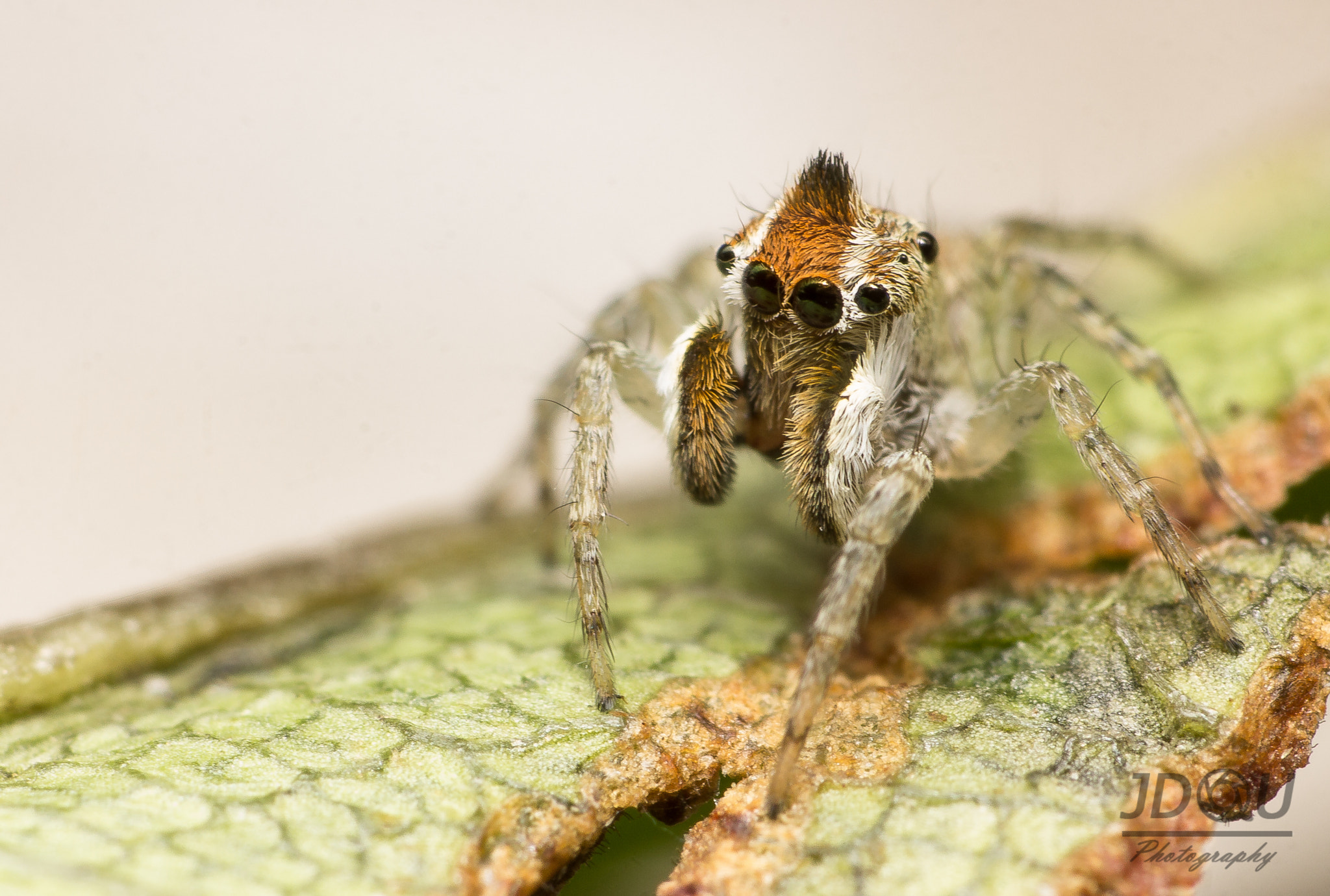 Canon EOS 600D (Rebel EOS T3i / EOS Kiss X5) + Canon EF-S 18-55mm F3.5-5.6 sample photo. Araña saltarina con estilo - jumper spider photography