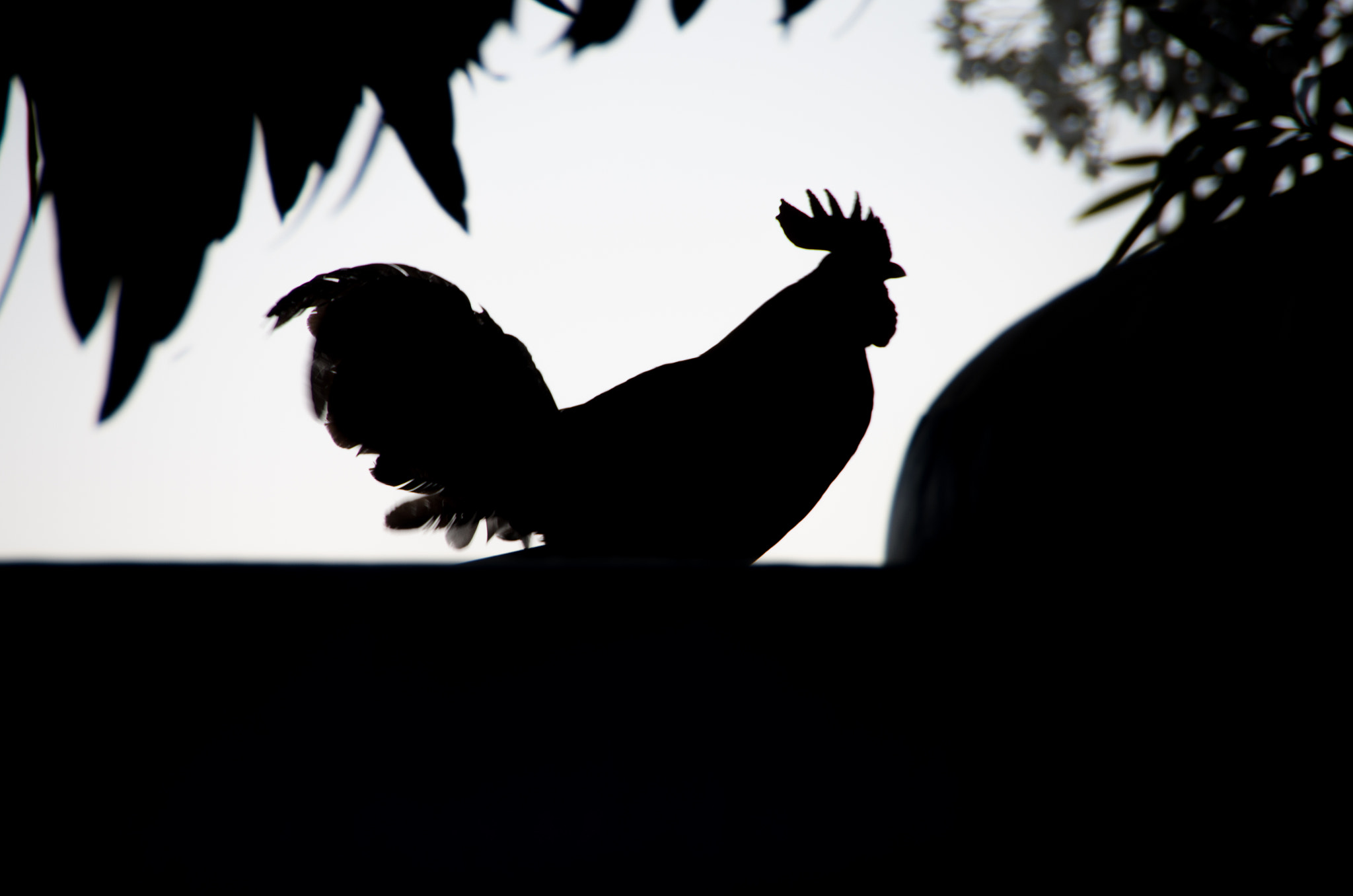 Pentax K-5 IIs sample photo. Gallo a contraluz photography