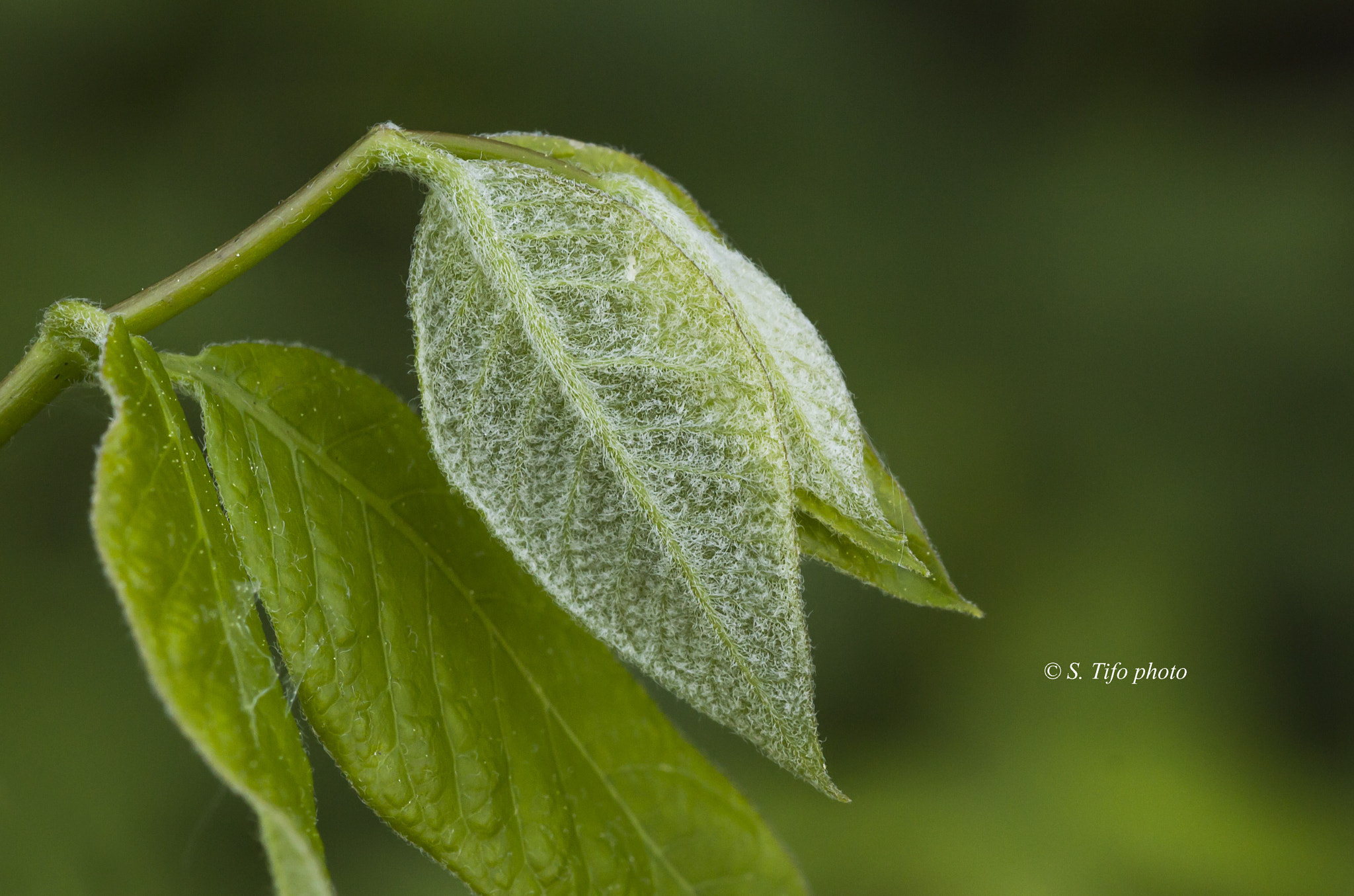 Sigma 105mm F2.8 EX DG OS HSM sample photo. Duvet ... photography