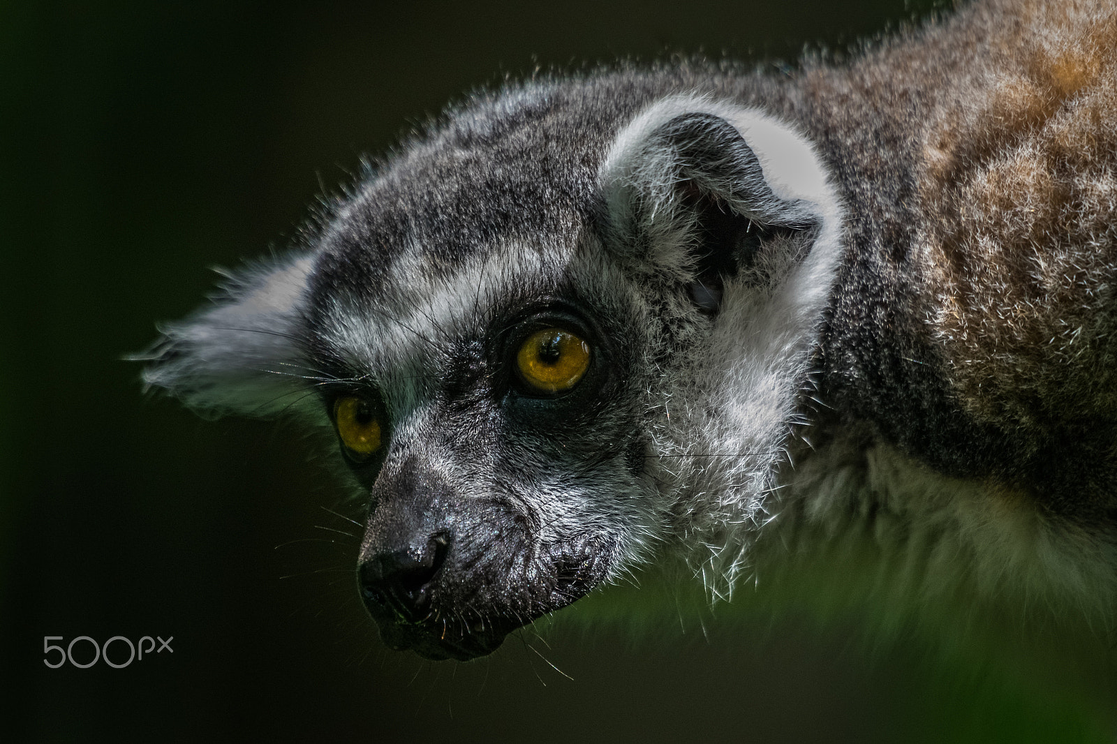 Nikon D5300 + Sigma 50-500mm F4.5-6.3 DG OS HSM sample photo. Ring-tailed lemur photography