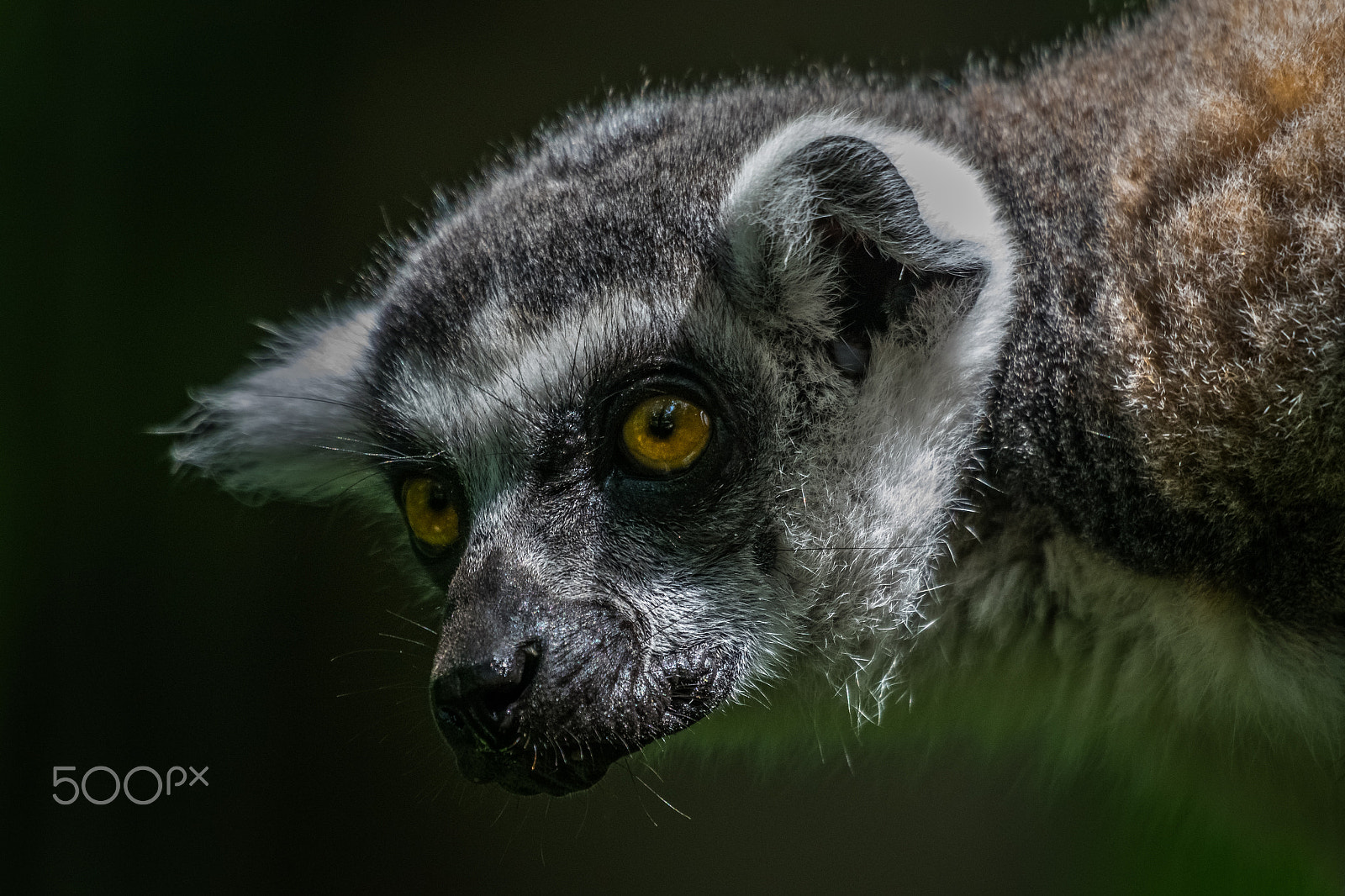 Sigma 50-500mm F4.5-6.3 DG OS HSM sample photo. Ring-tailed lemur photography